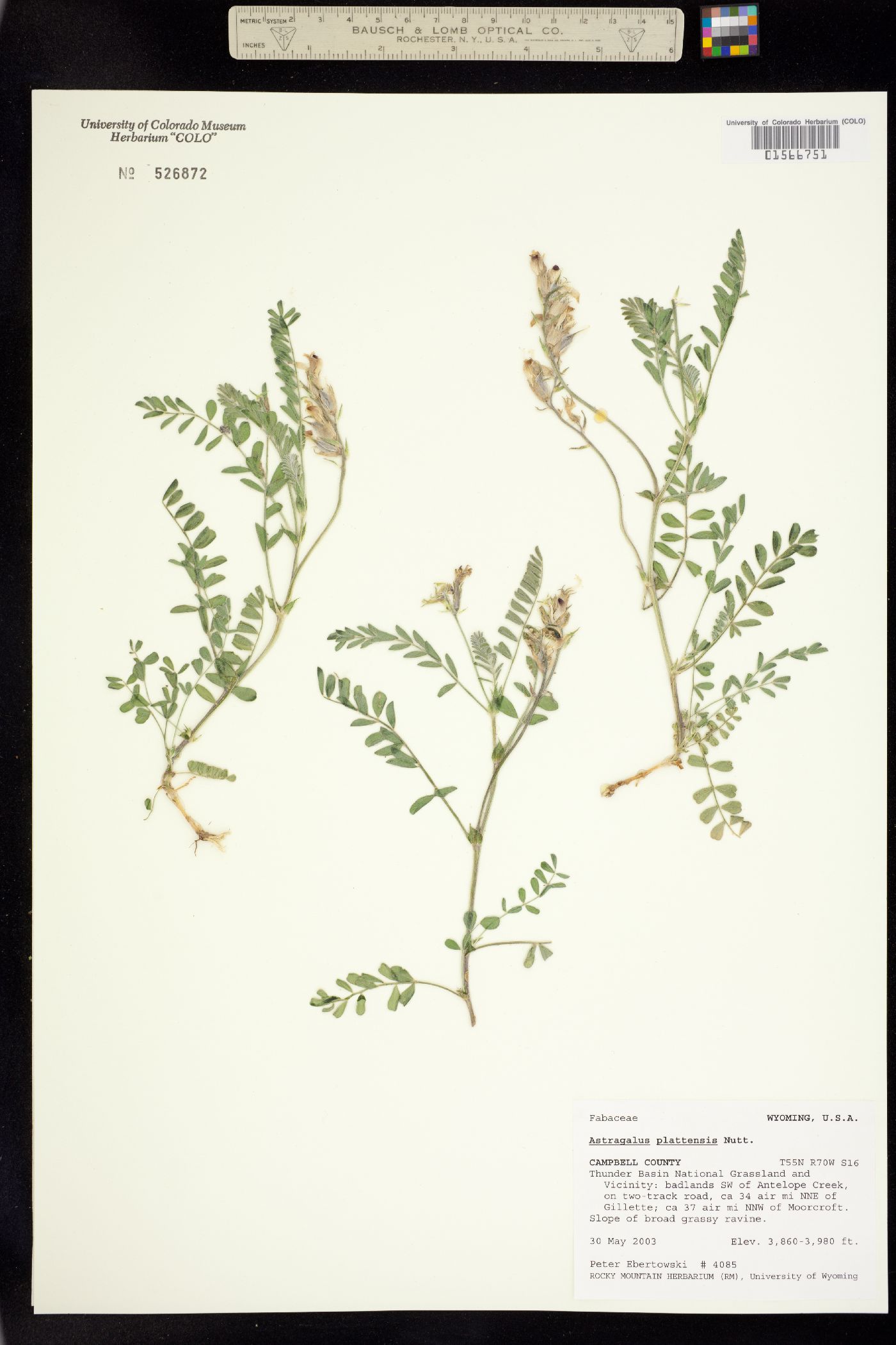 Astragalus plattensis image