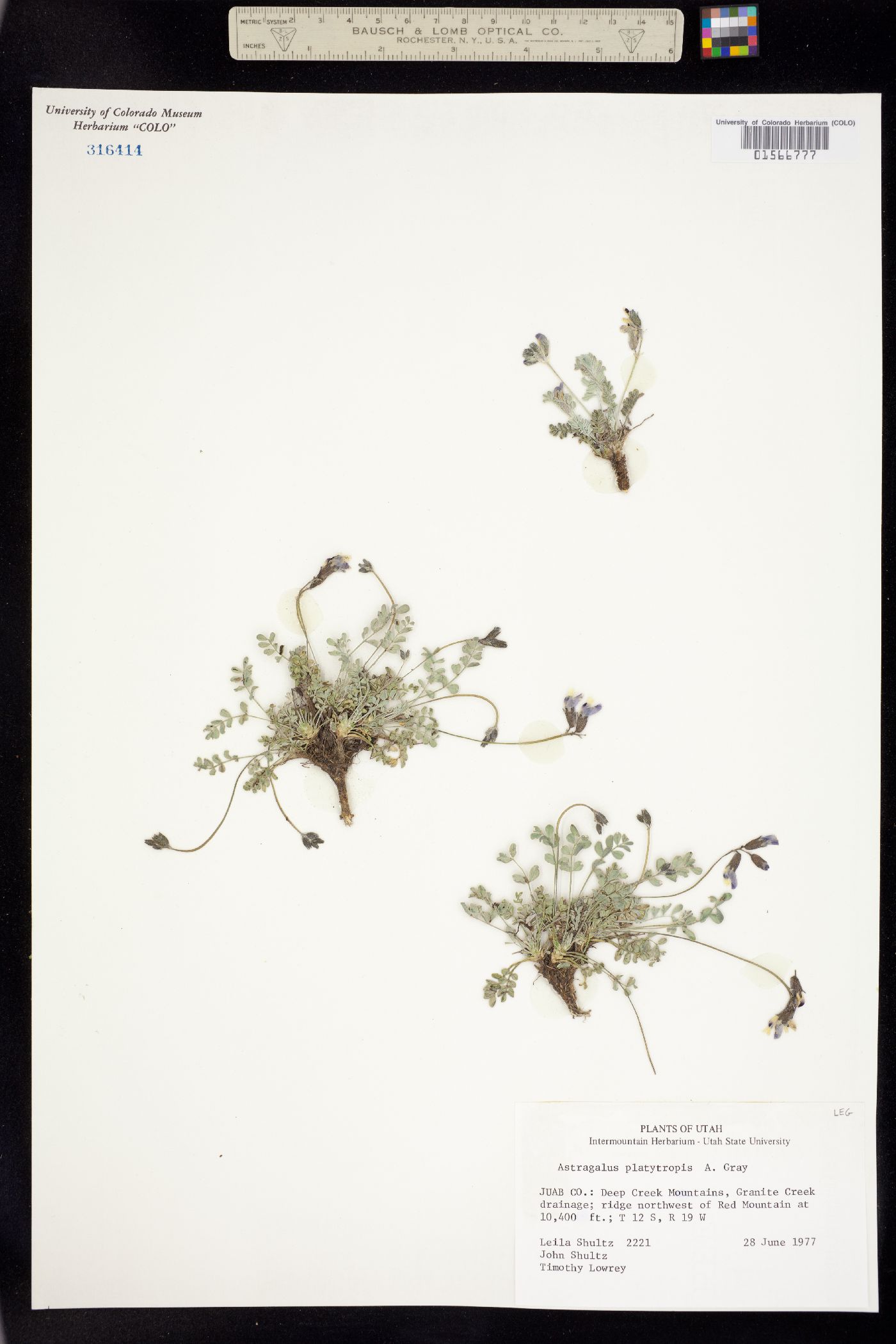 Astragalus platytropis image