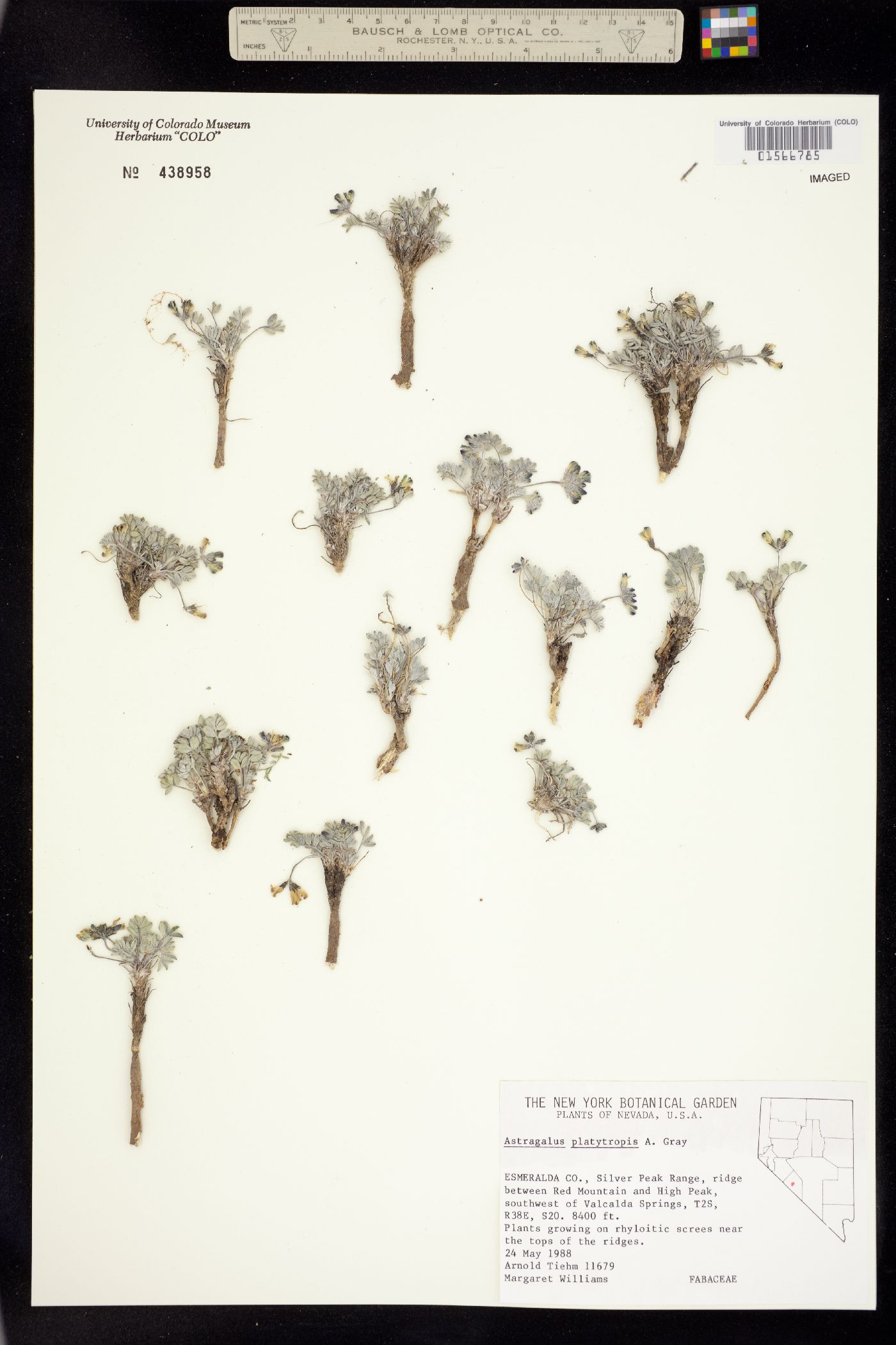 Astragalus platytropis image