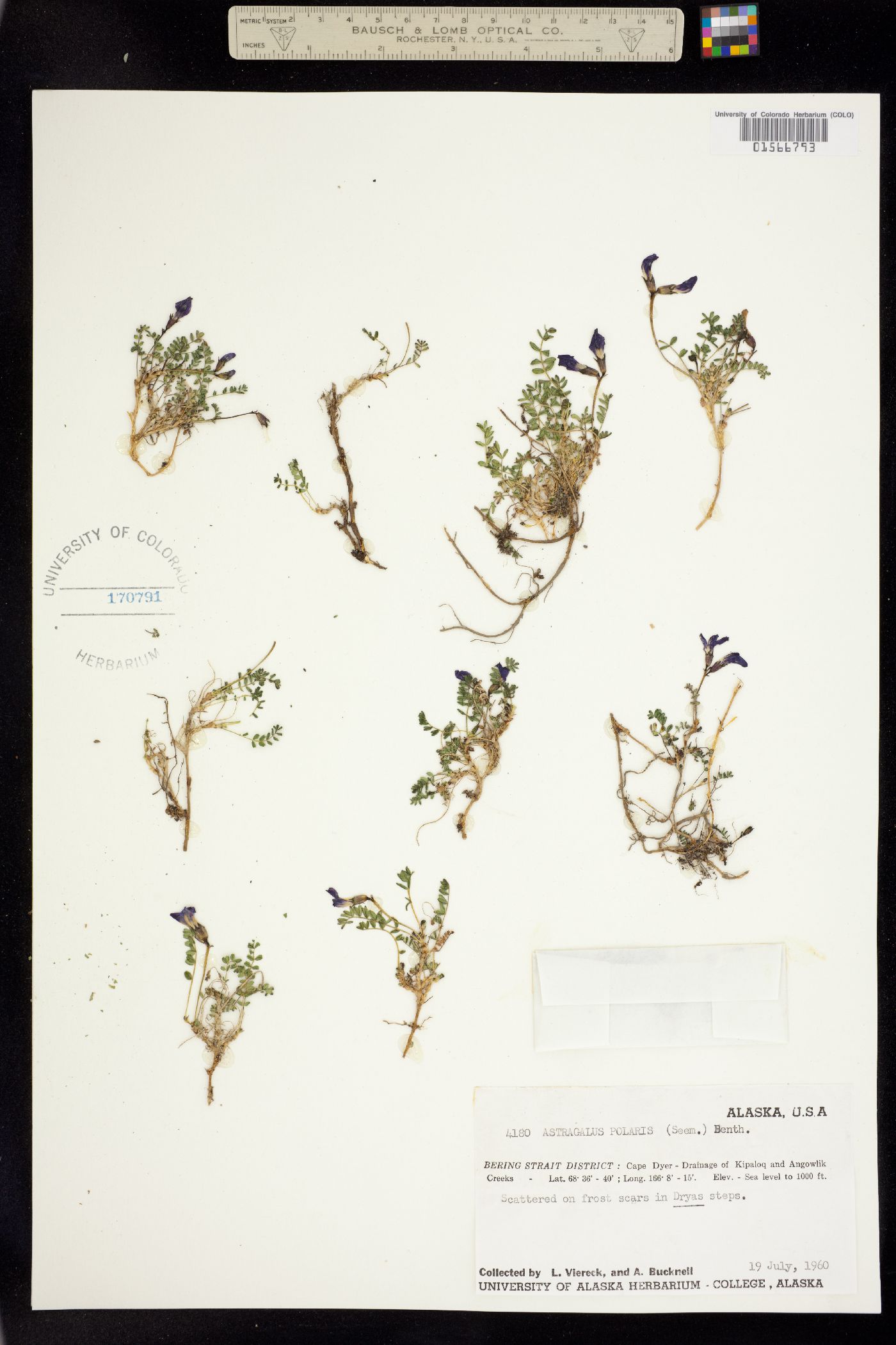 Astragalus polaris image