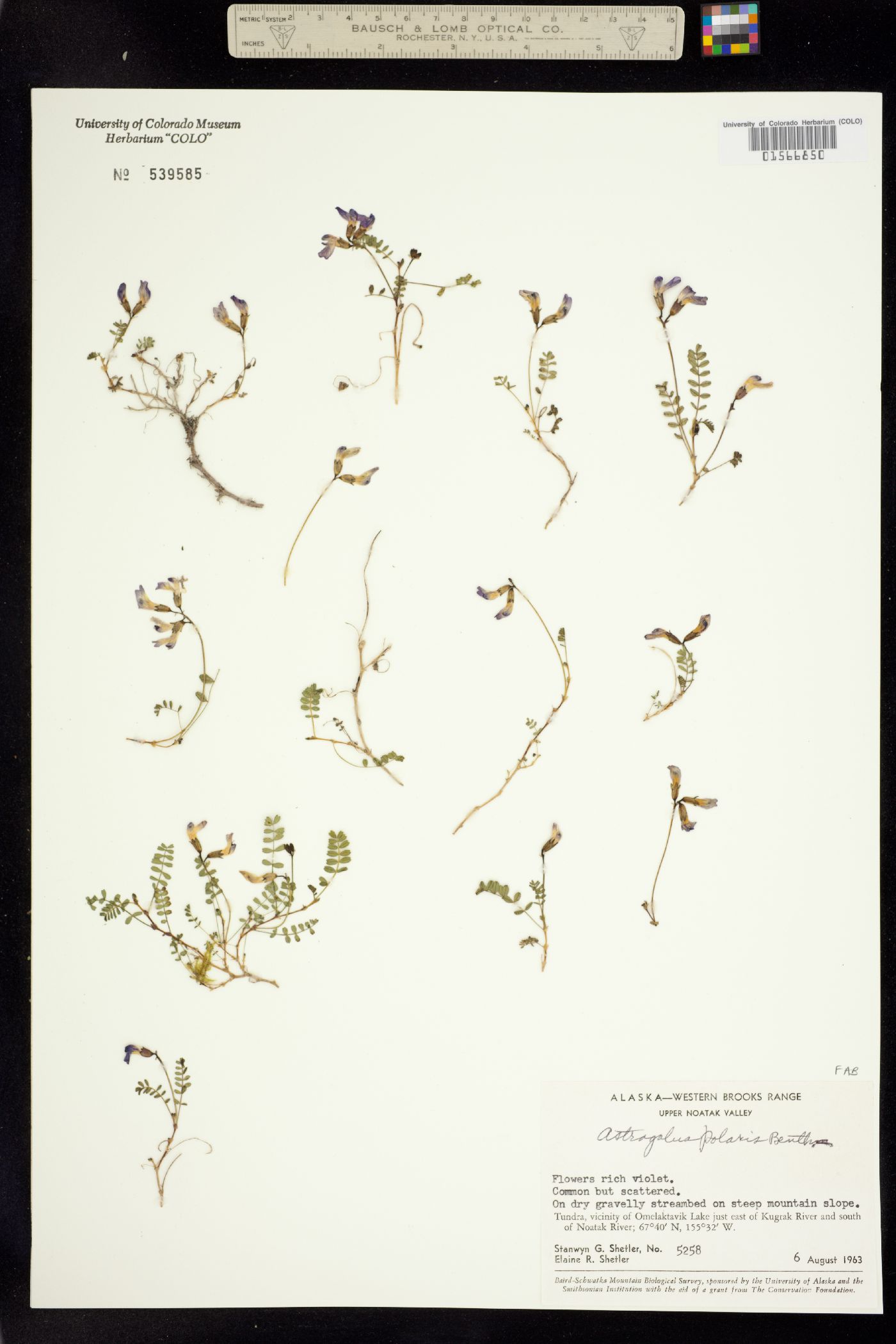 Astragalus polaris image