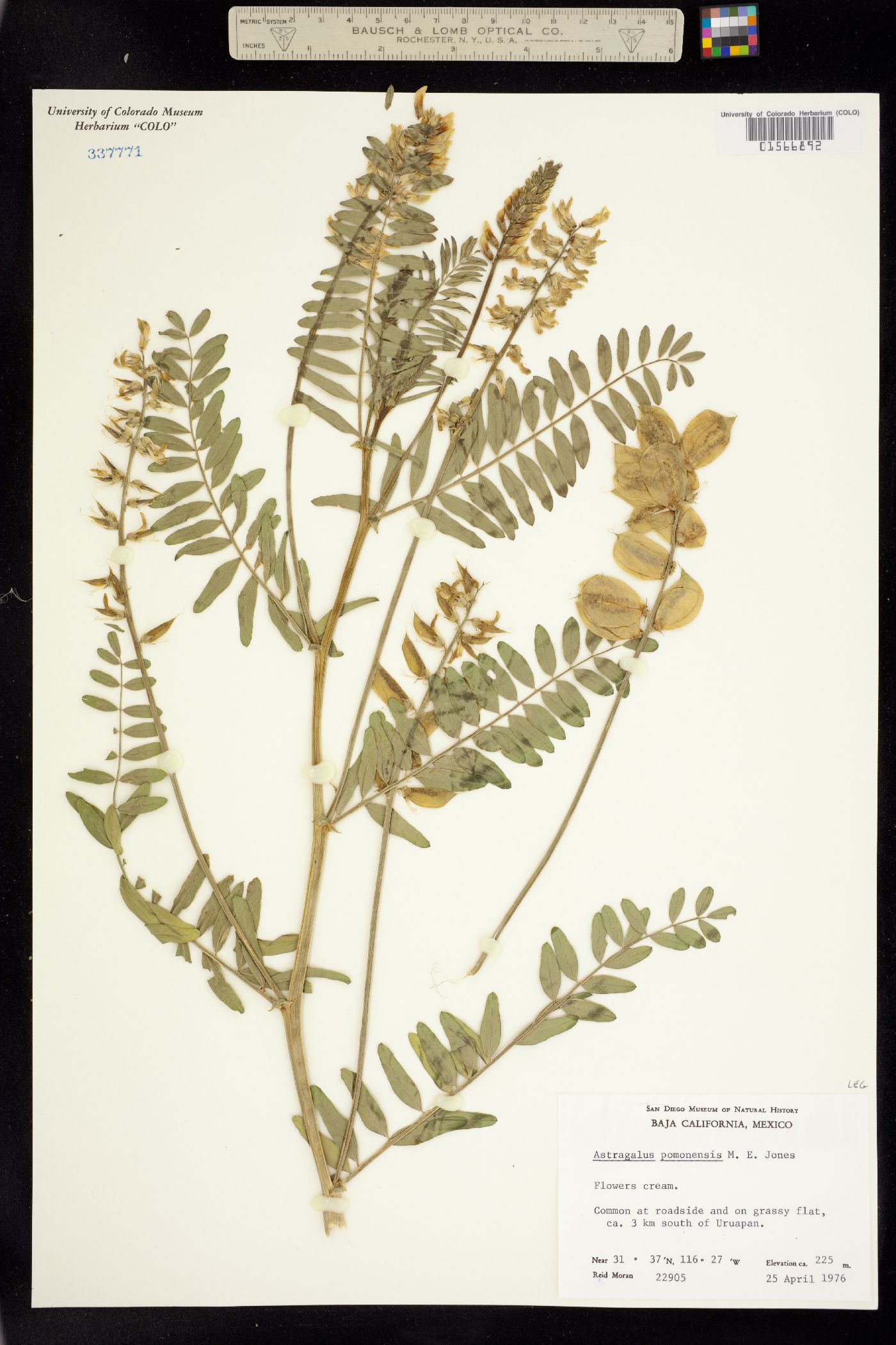 Astragalus pomonensis image