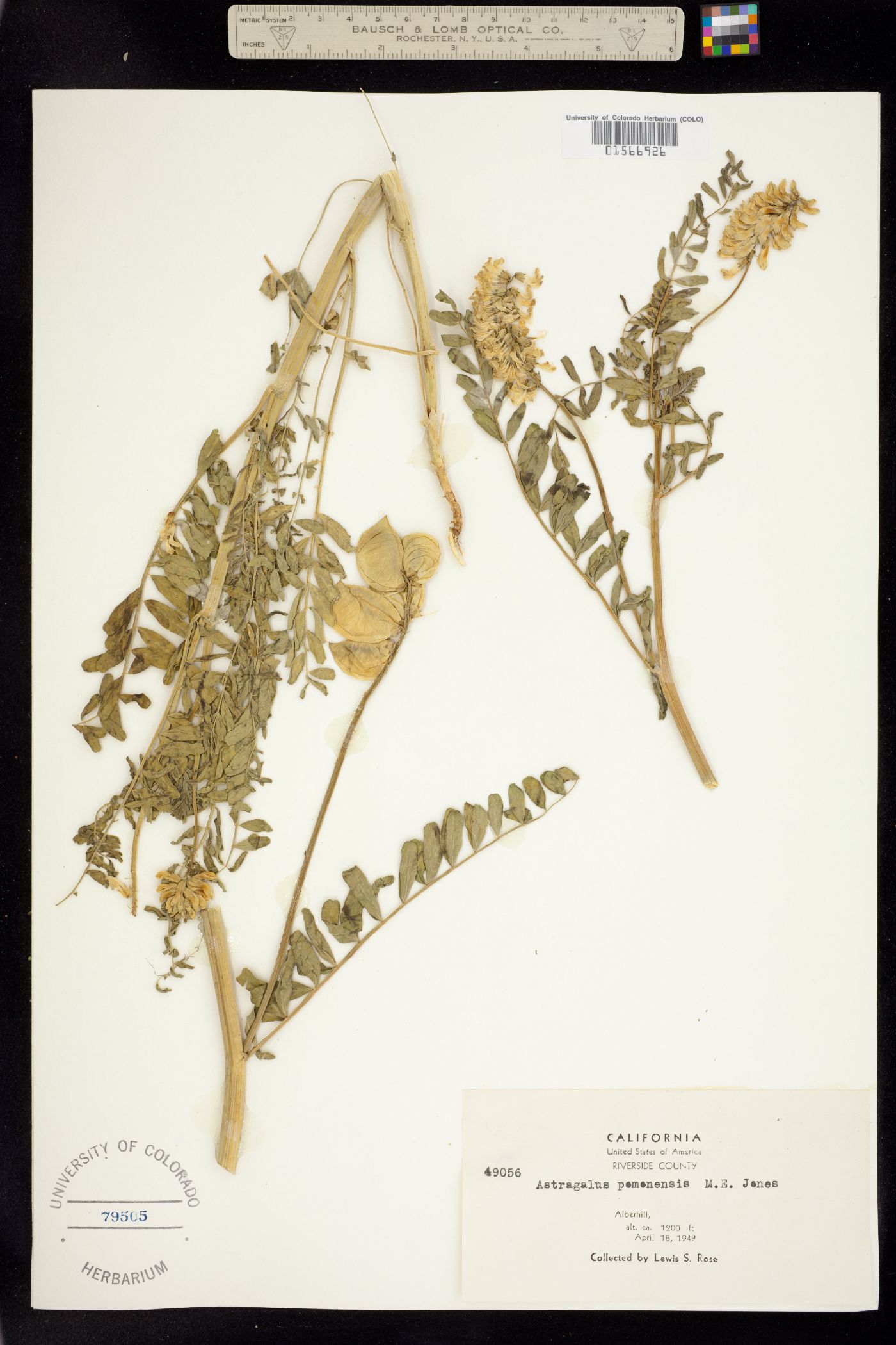 Astragalus pomonensis image