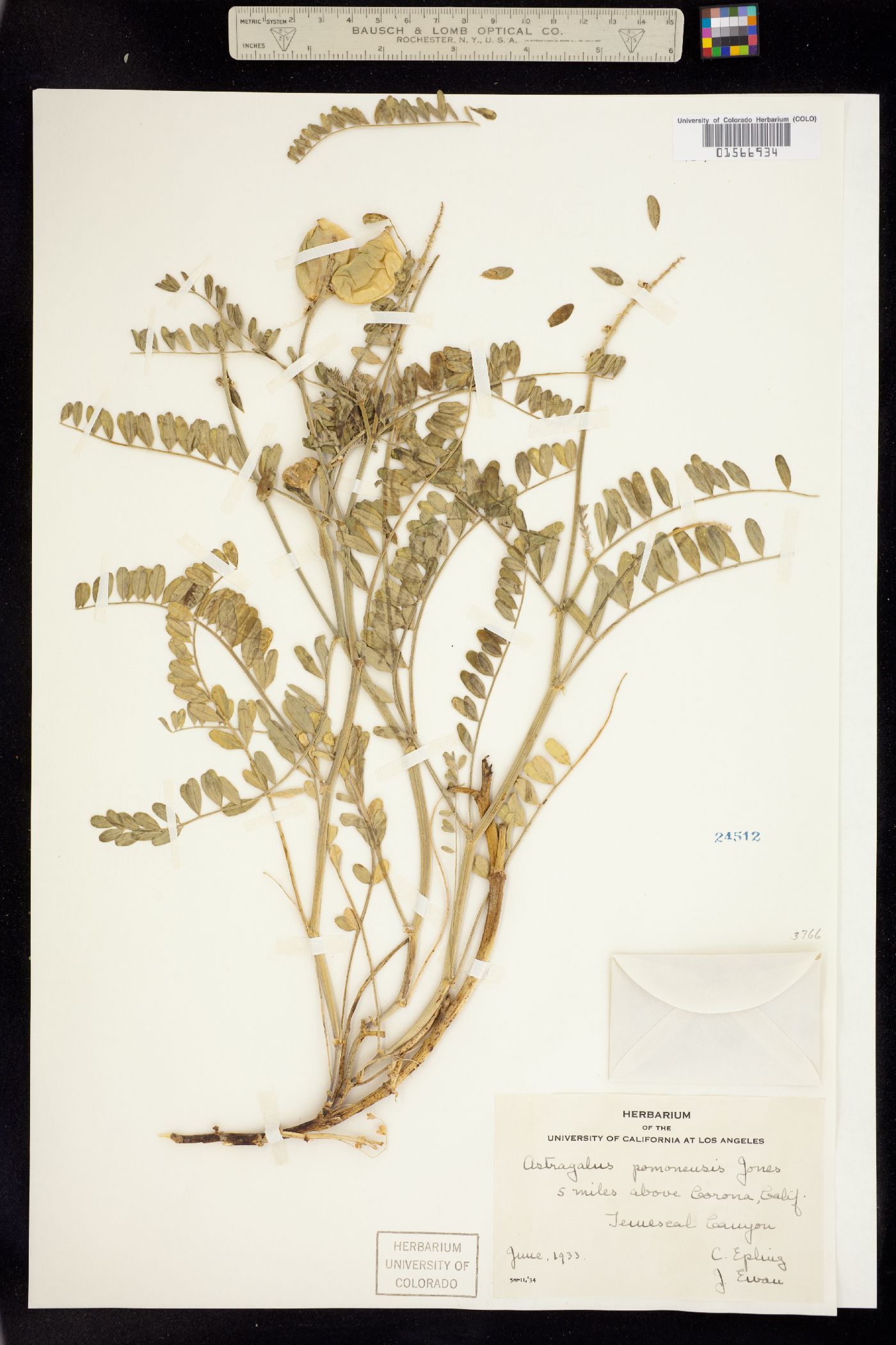 Astragalus pomonensis image