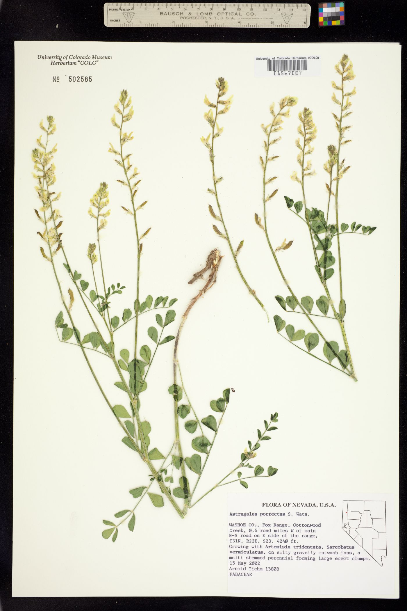 Astragalus porrectus image