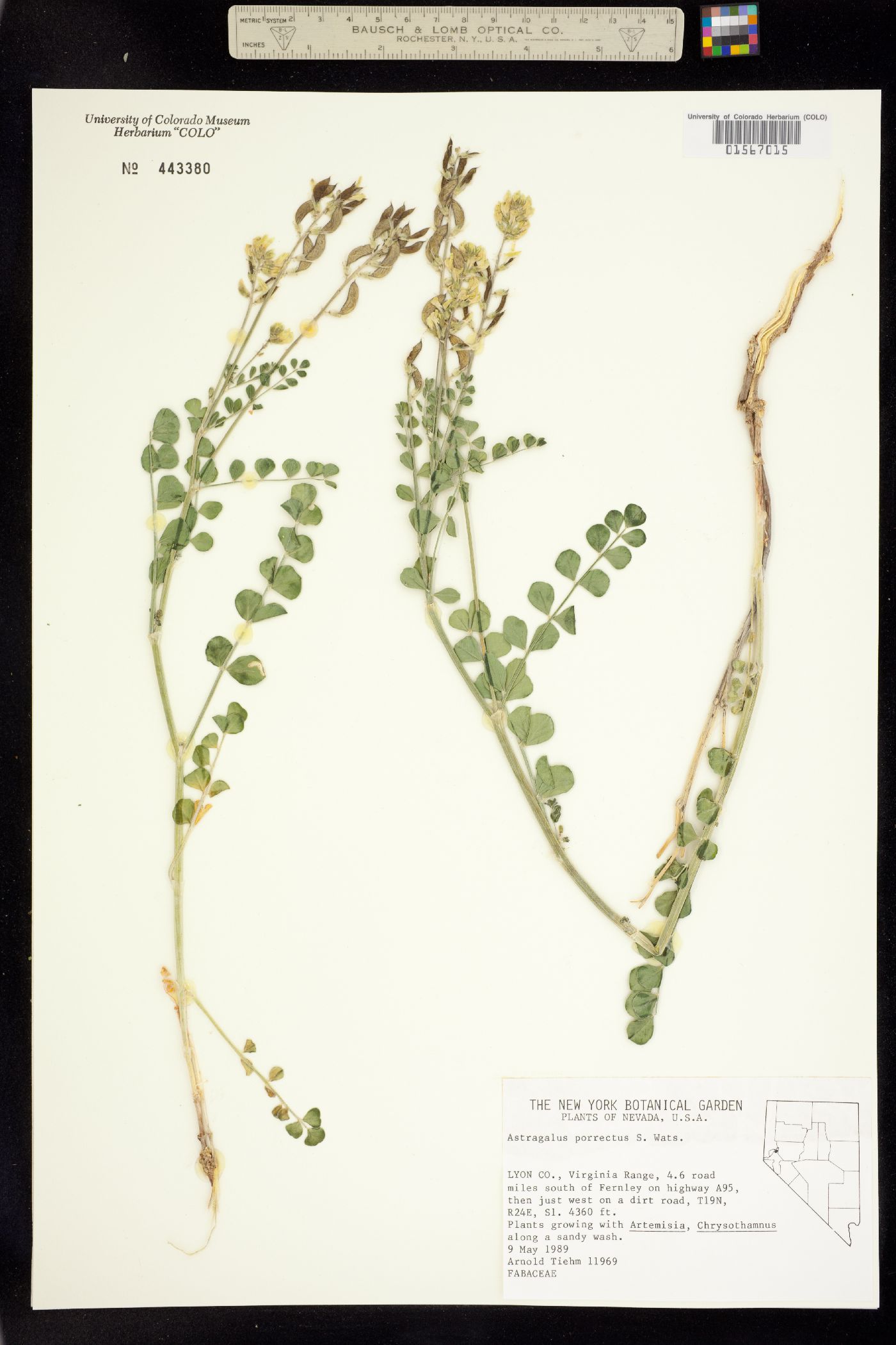 Astragalus porrectus image