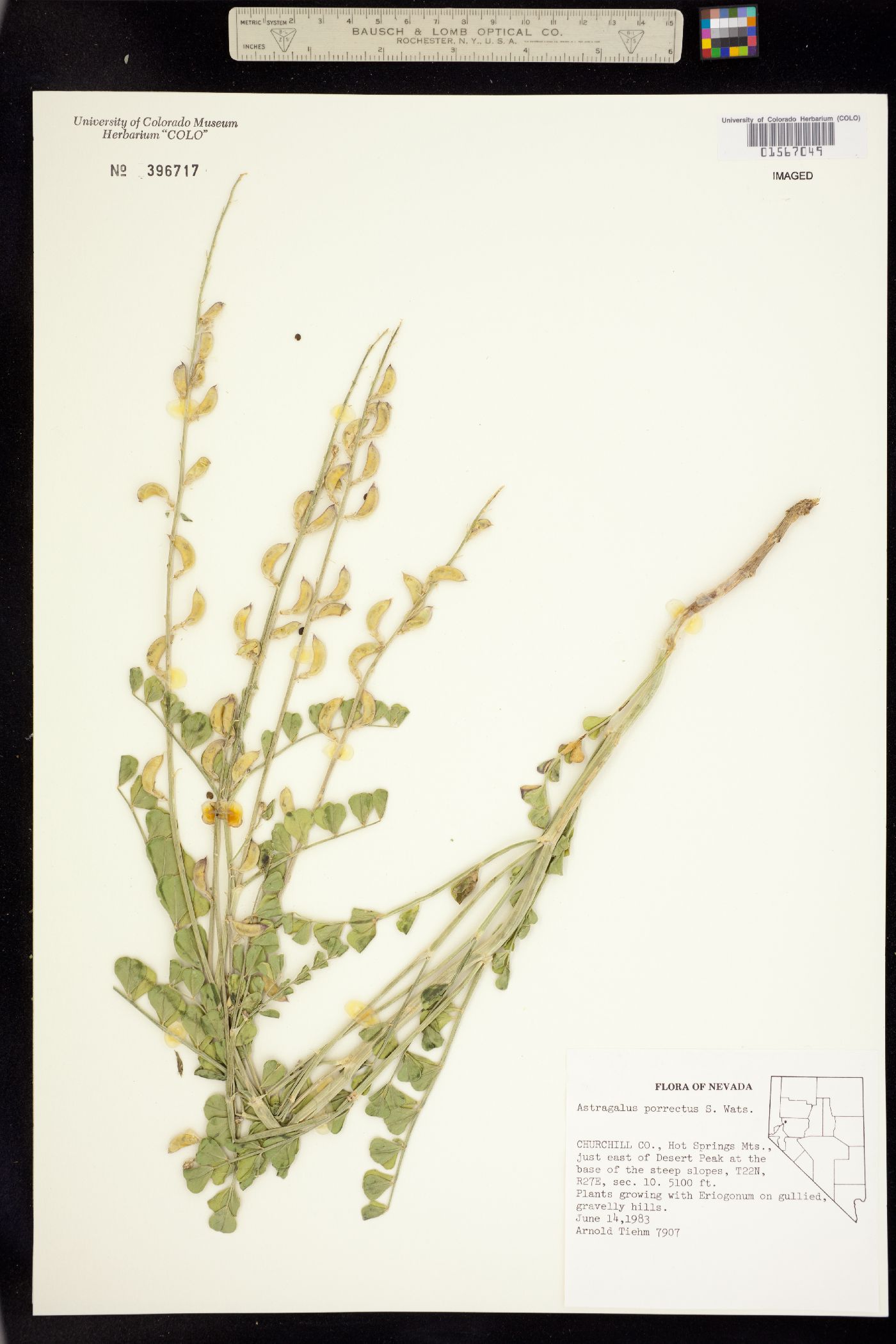 Astragalus porrectus image
