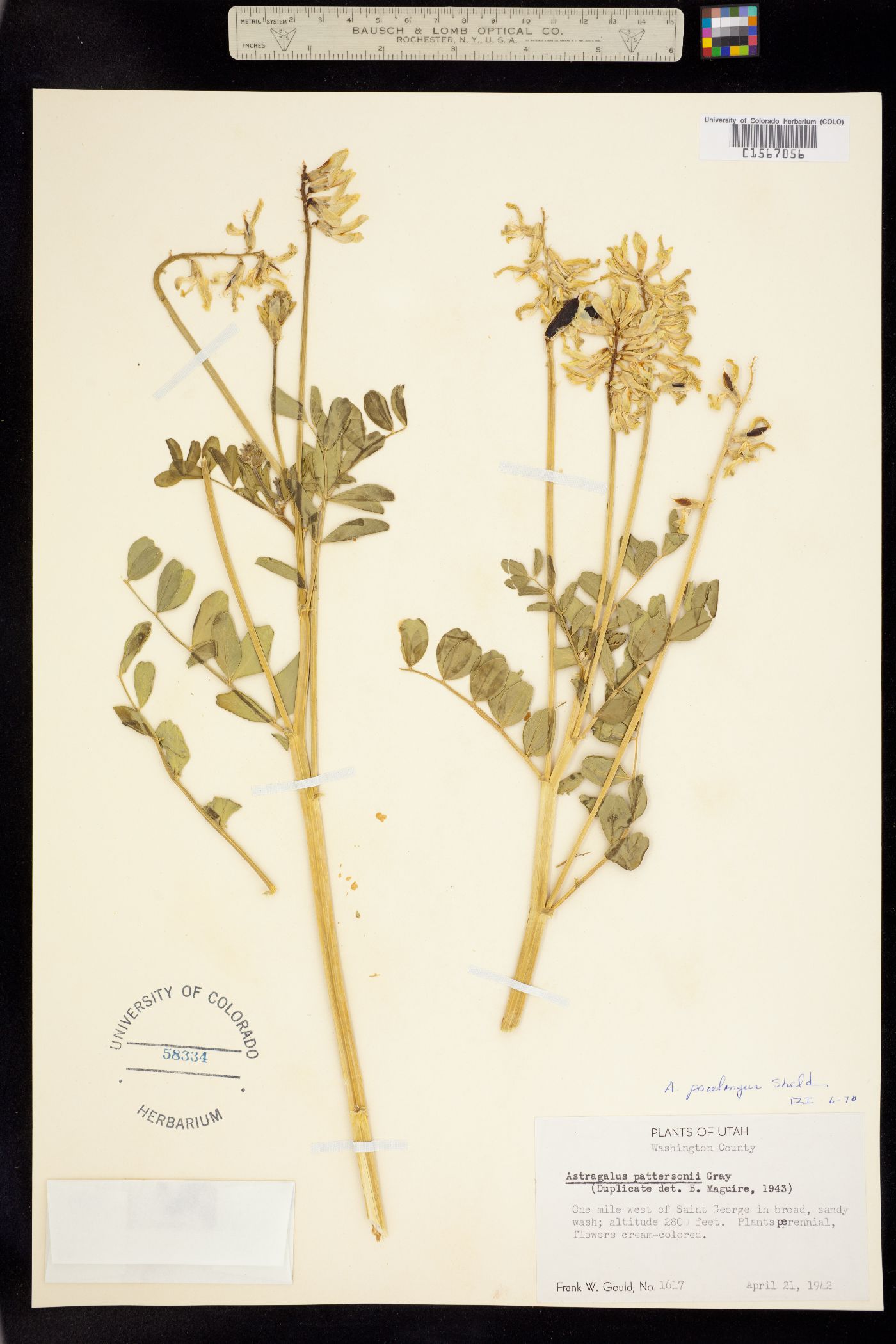 Astragalus praelongus image
