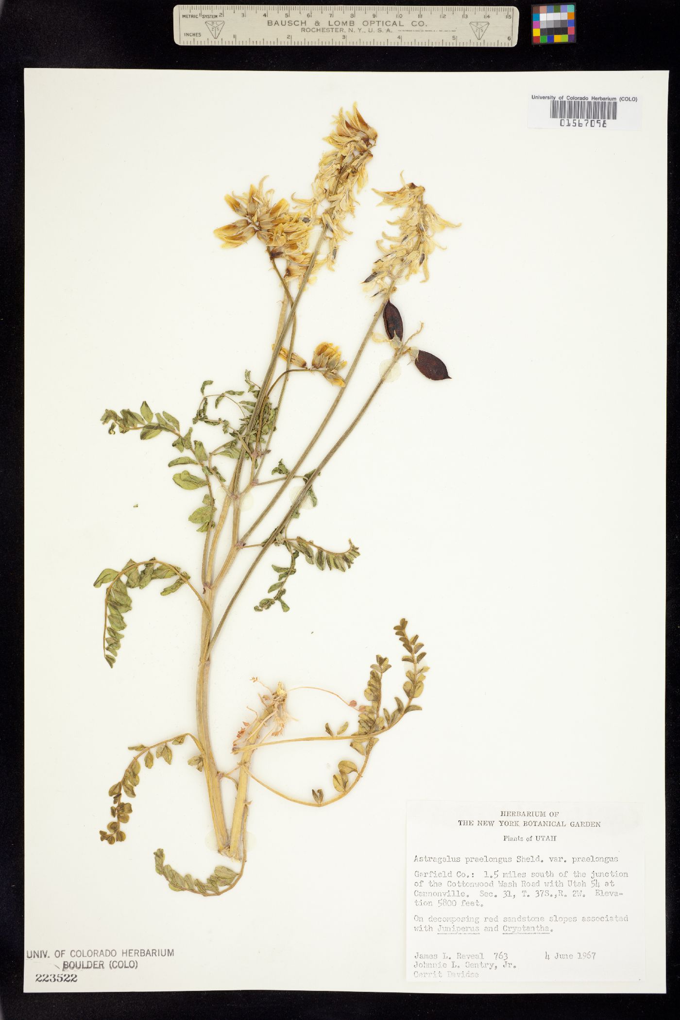 Astragalus praelongus image