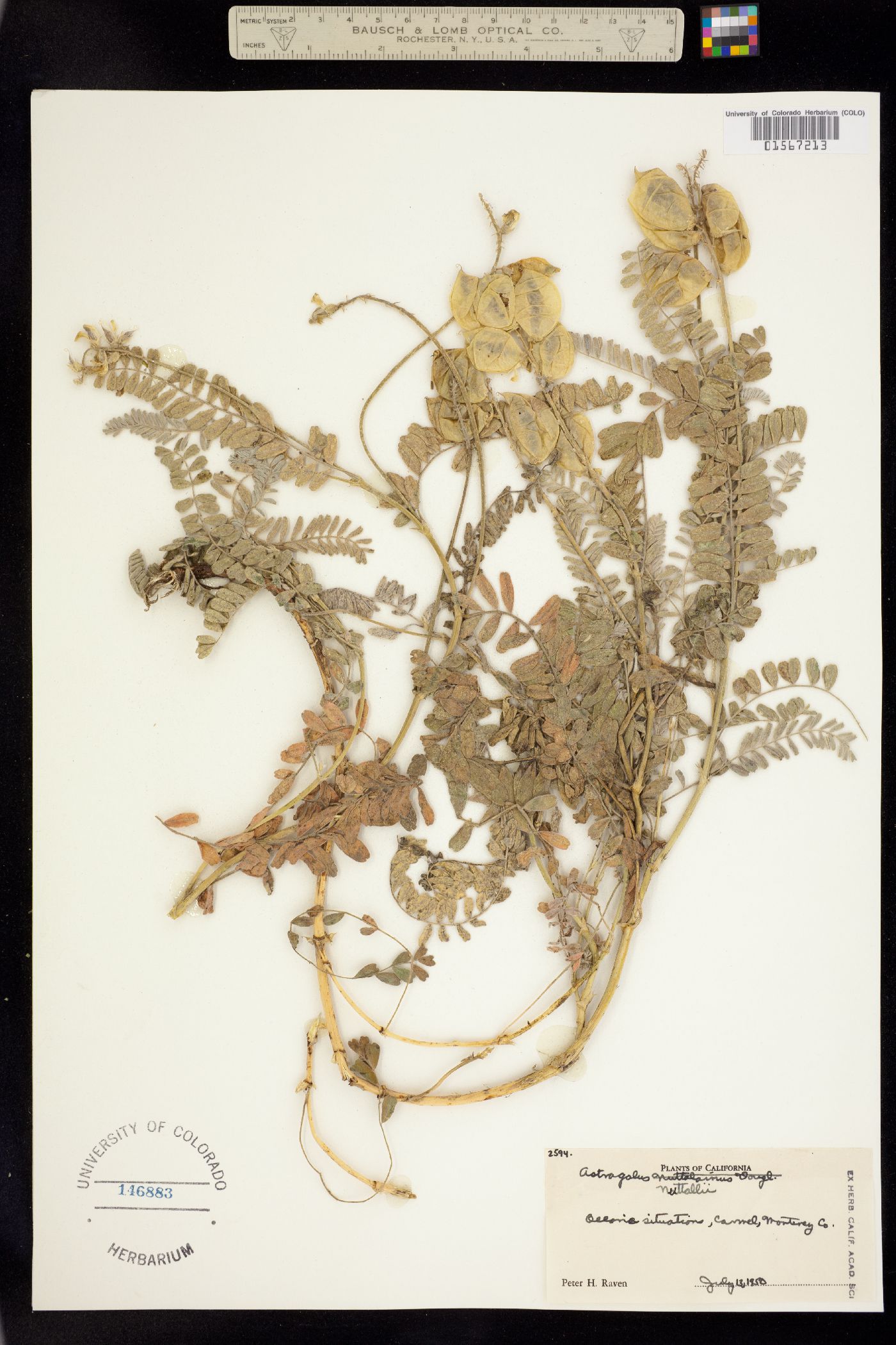 Astragalus nuttallii image