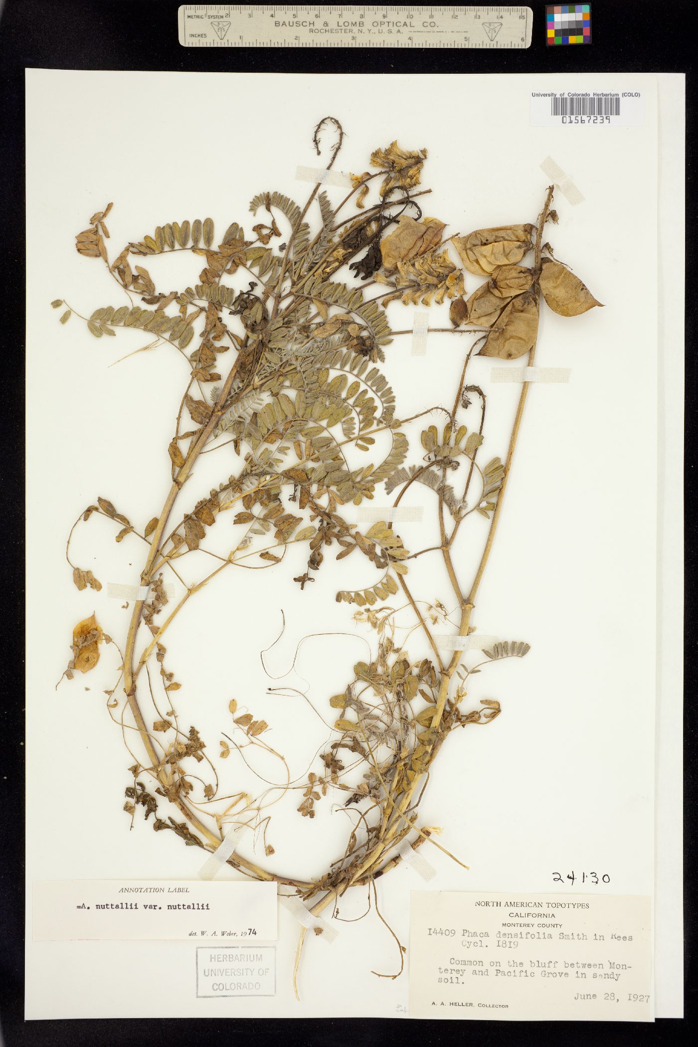 Astragalus nuttallii image