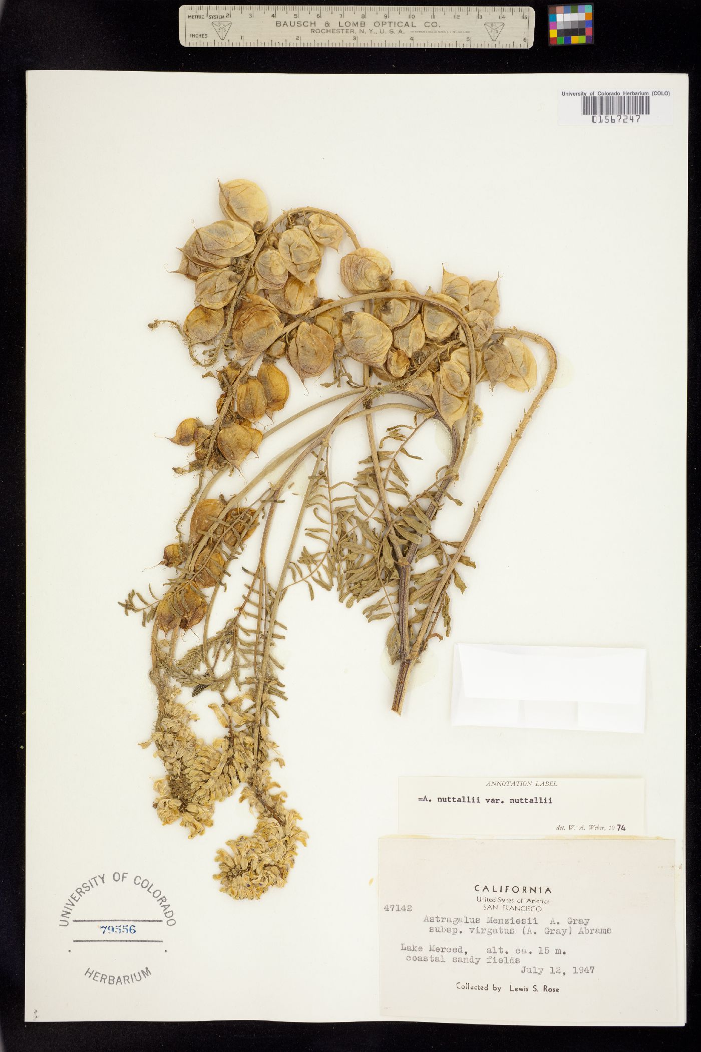 Astragalus nuttallii image