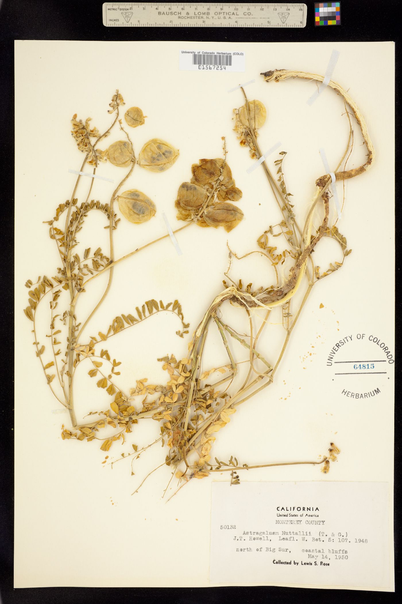 Astragalus nuttallii image