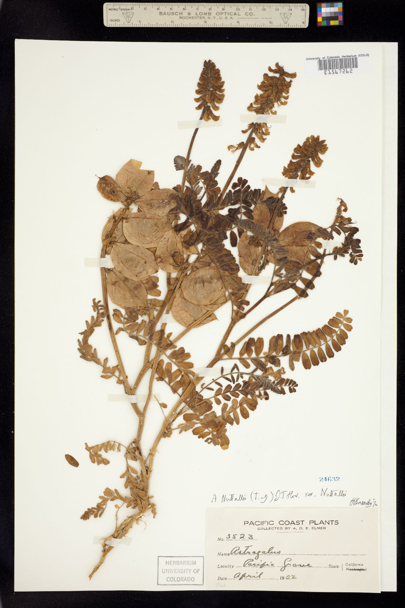 Astragalus nuttallii image
