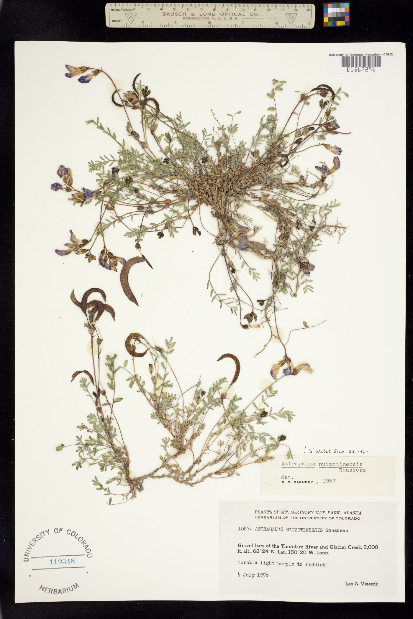 Astragalus nutzotinensis image