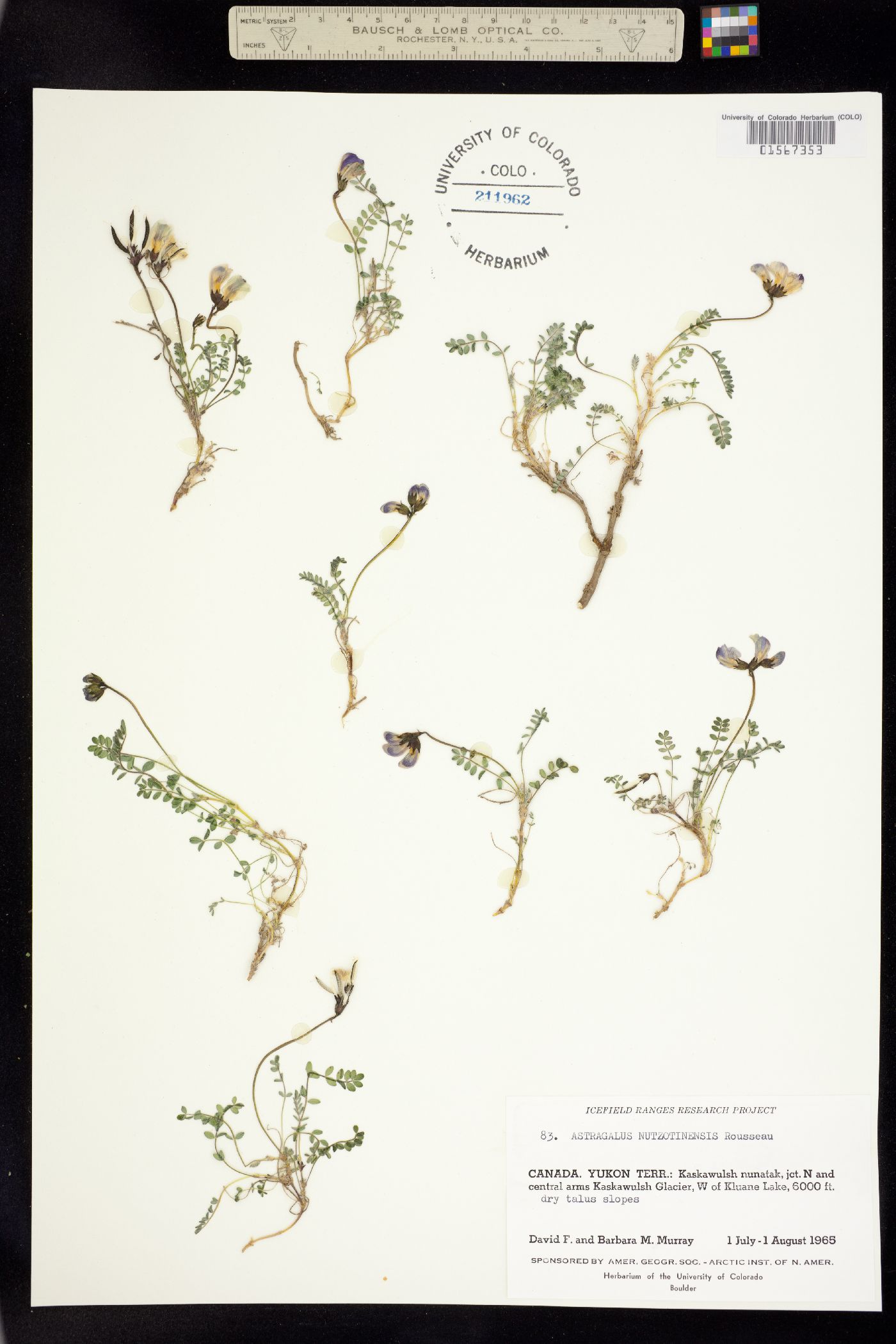 Astragalus nutzotinensis image