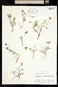 Astragalus nutzotinensis image