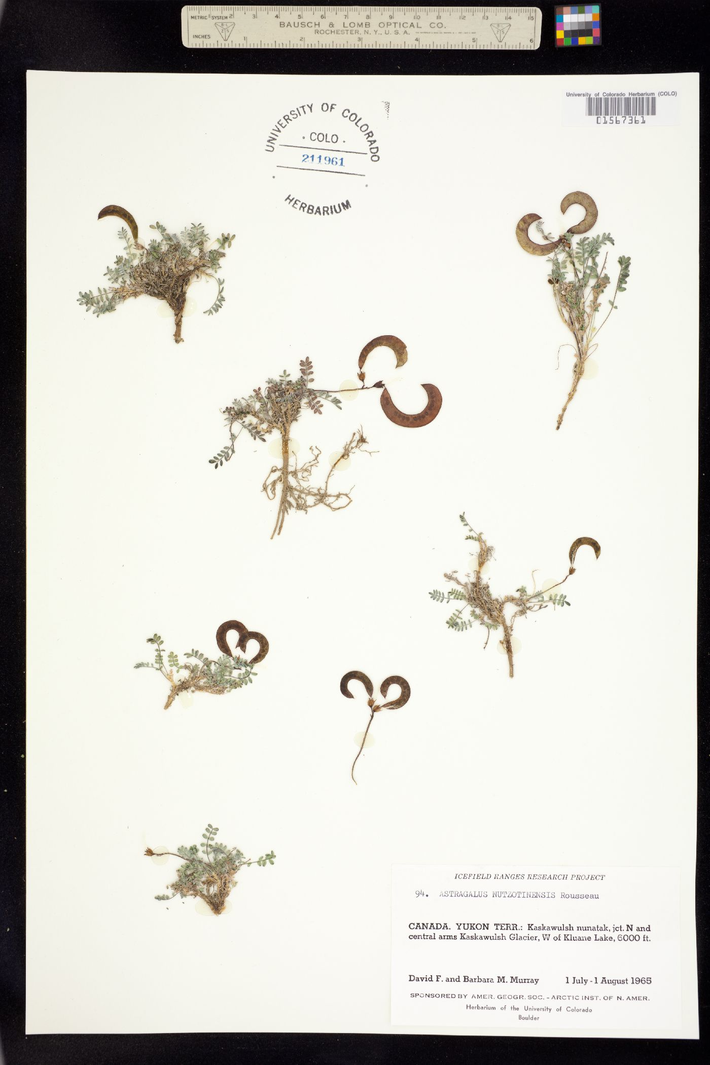 Astragalus nutzotinensis image