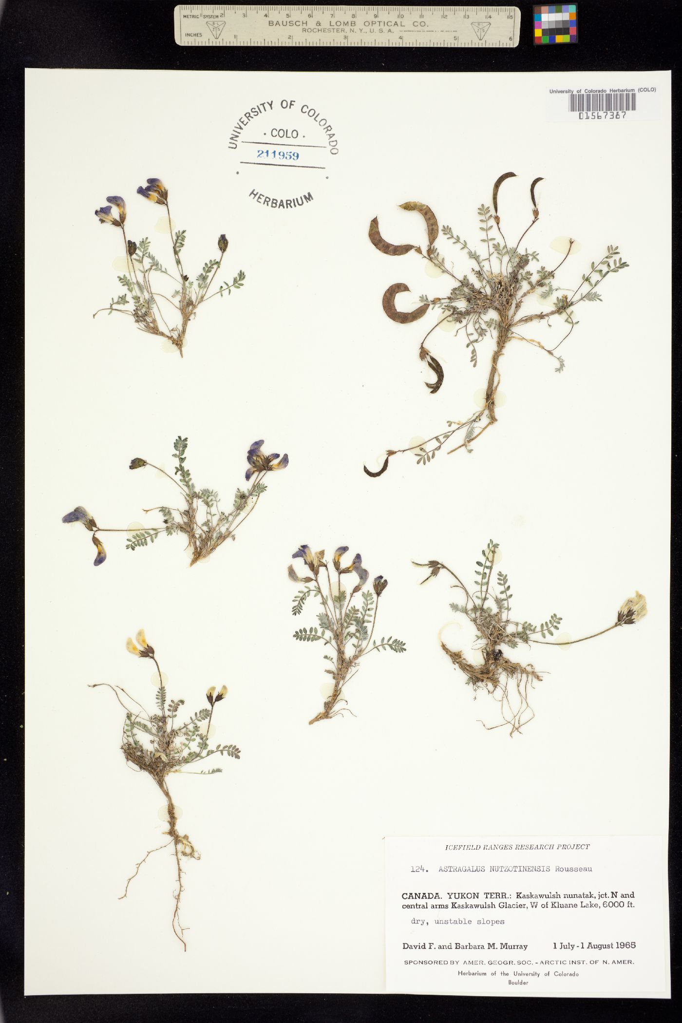 Astragalus nutzotinensis image