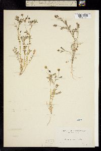 Astragalus nigrescens image