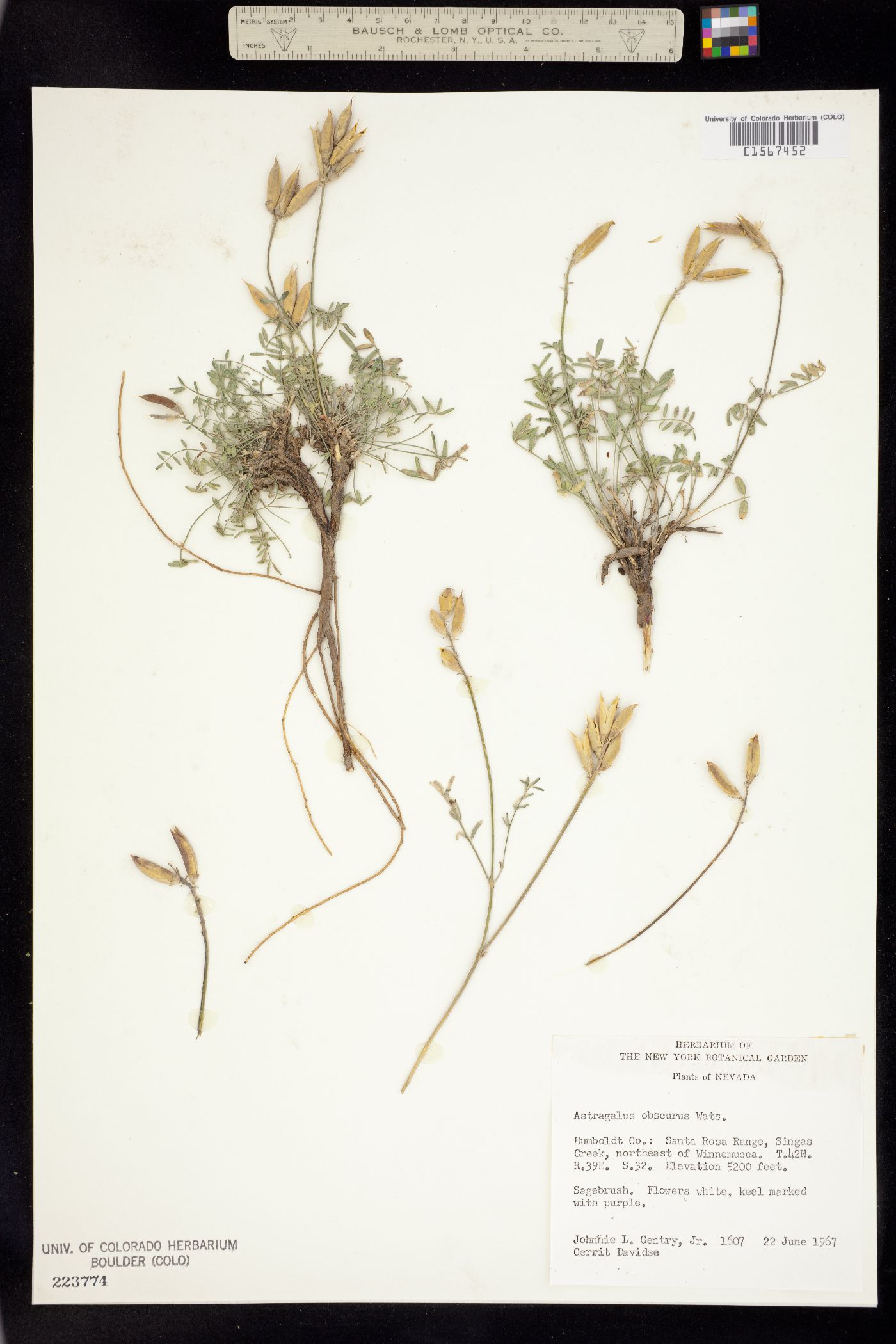 Astragalus obscurus image