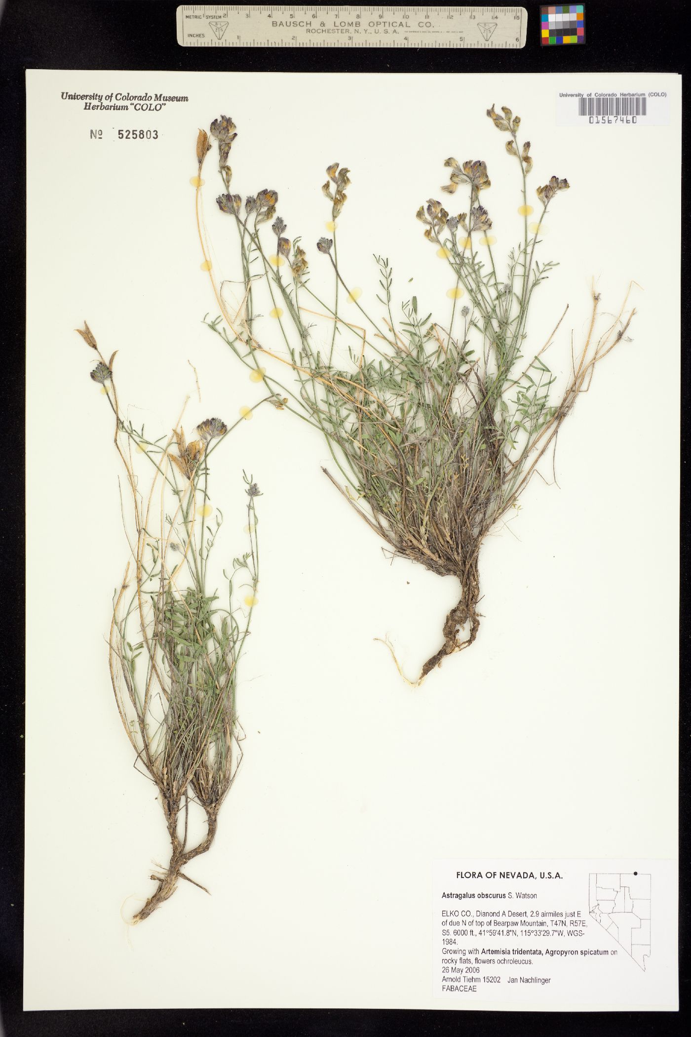 Astragalus obscurus image