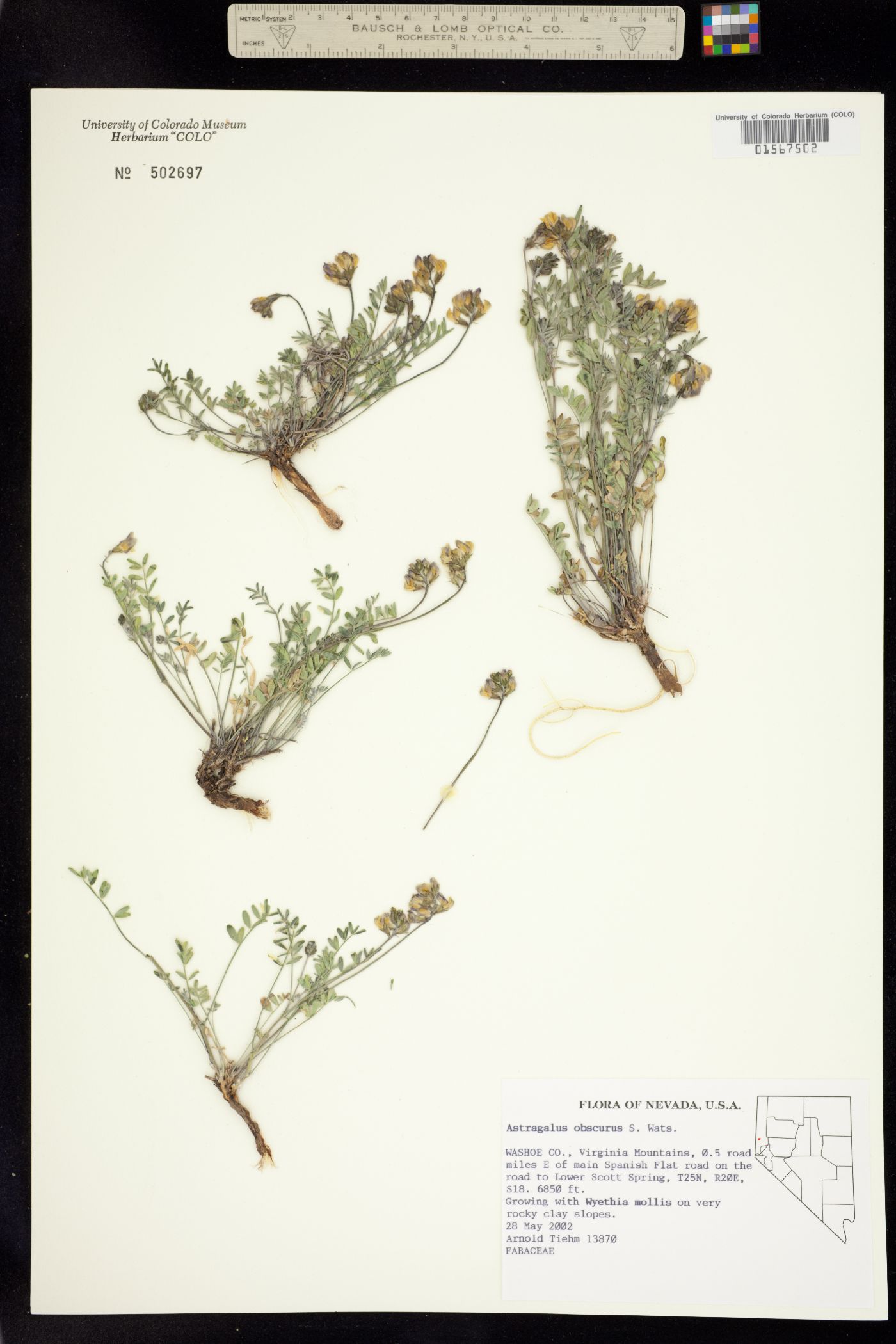 Astragalus obscurus image