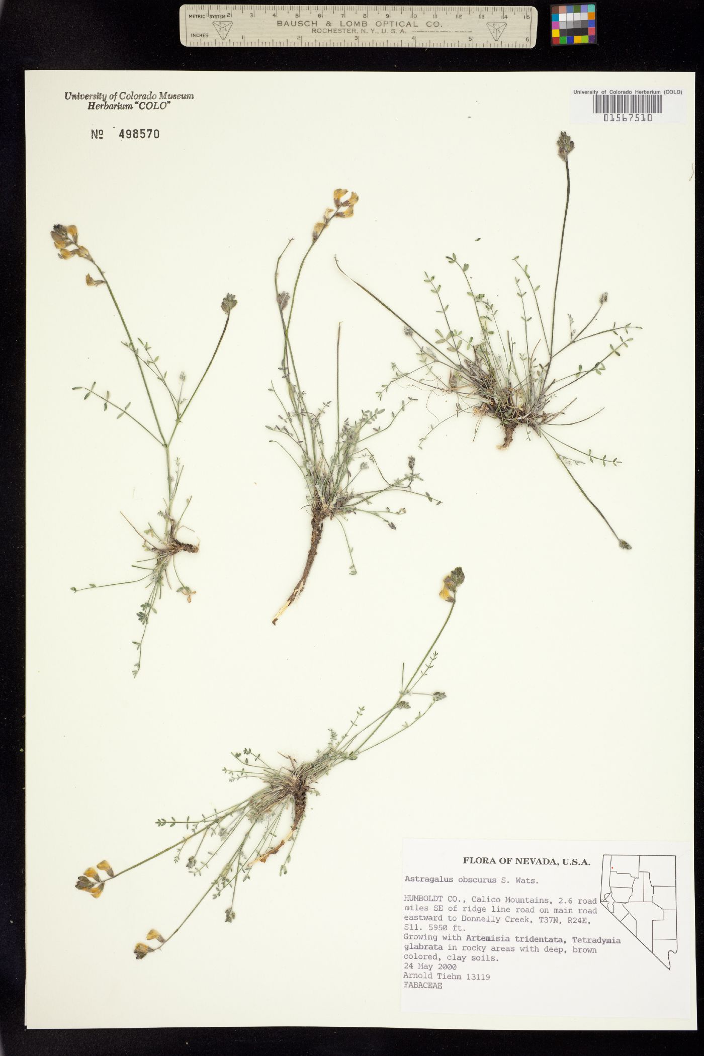 Astragalus obscurus image