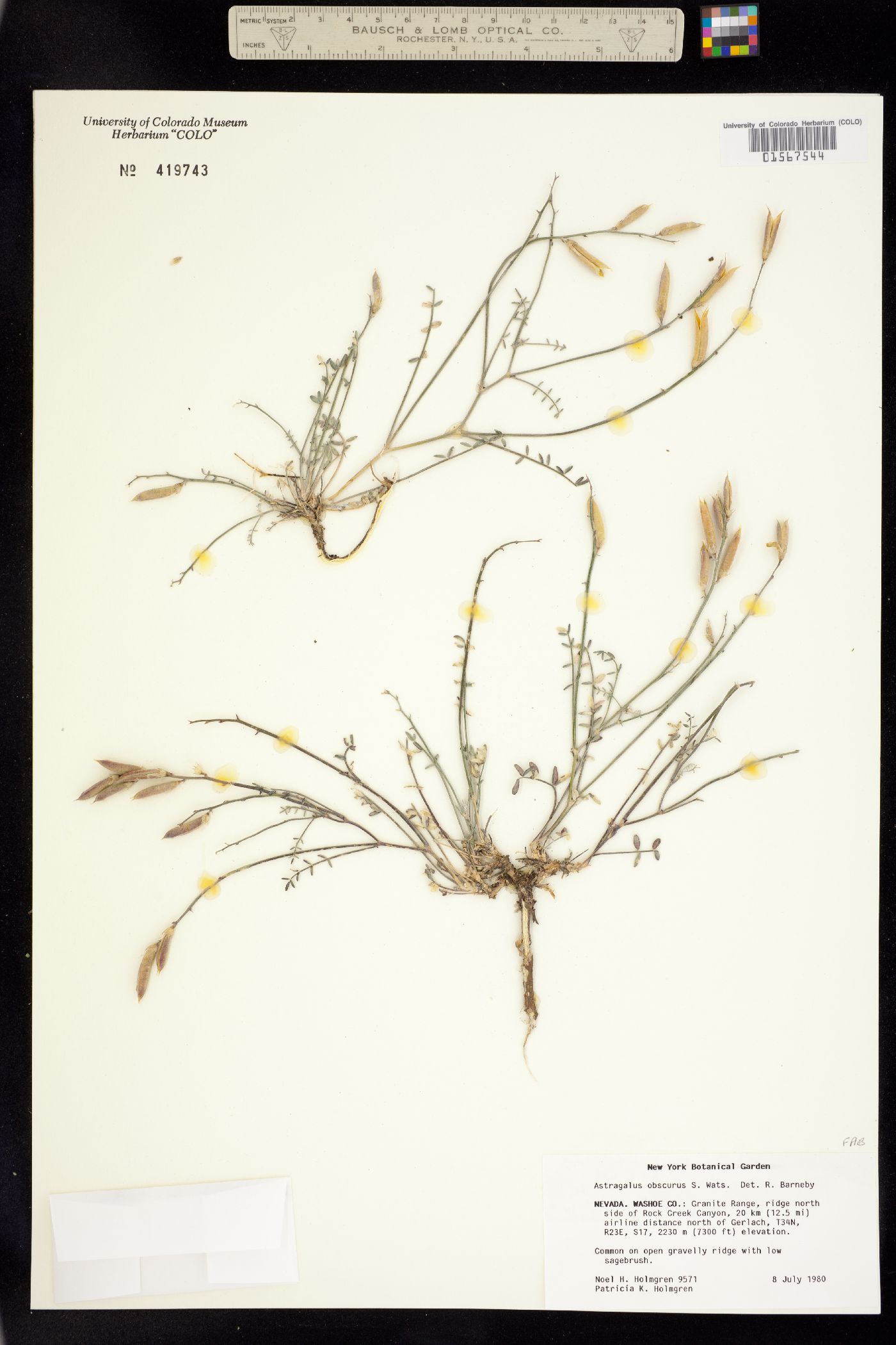 Astragalus obscurus image