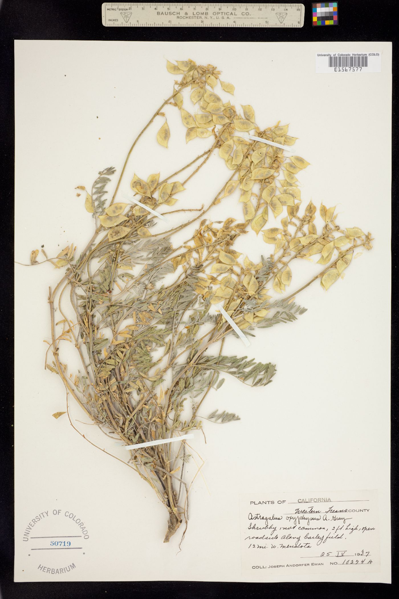 Astragalus oxyphysus image