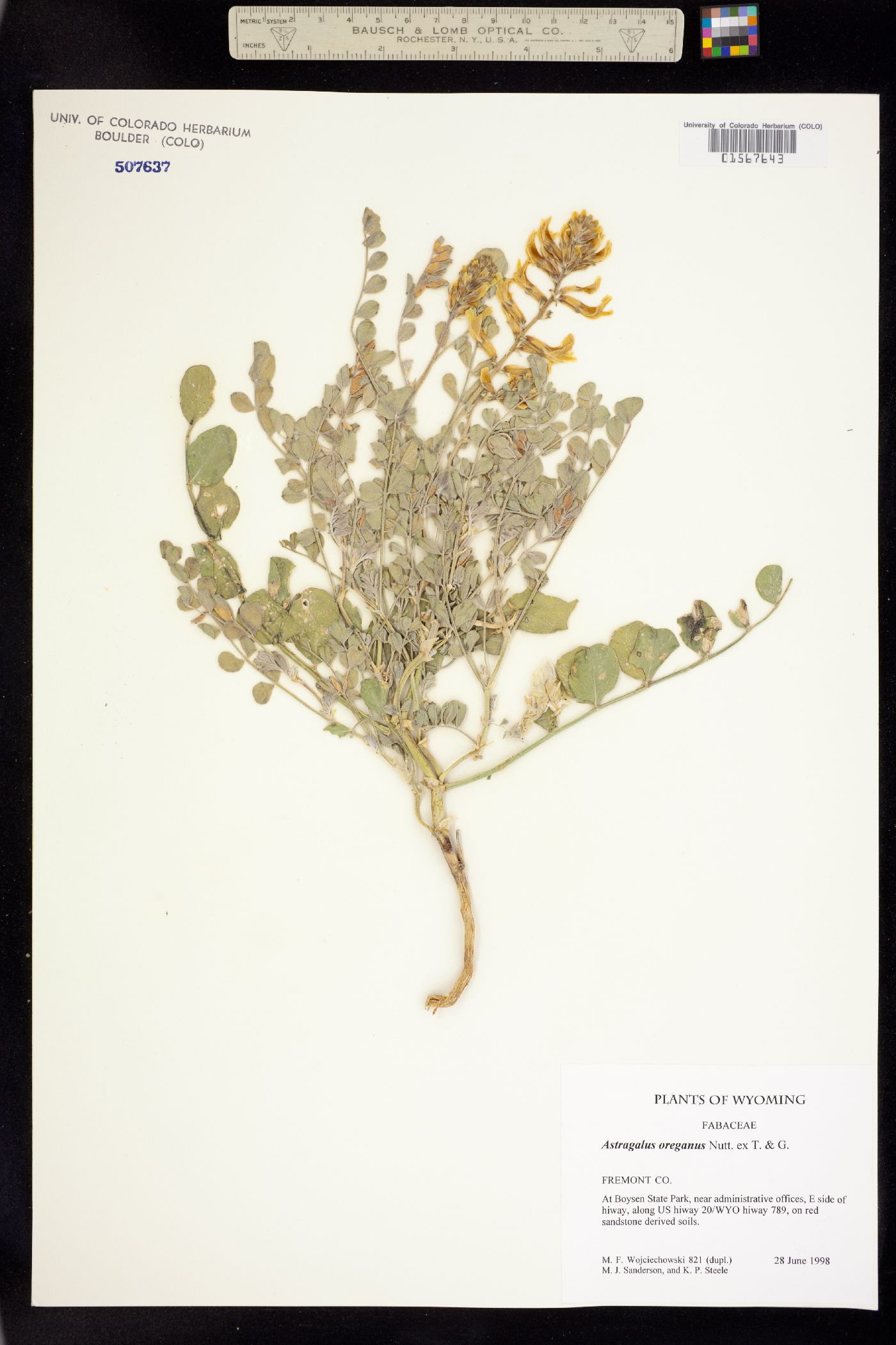 Astragalus oreganus image