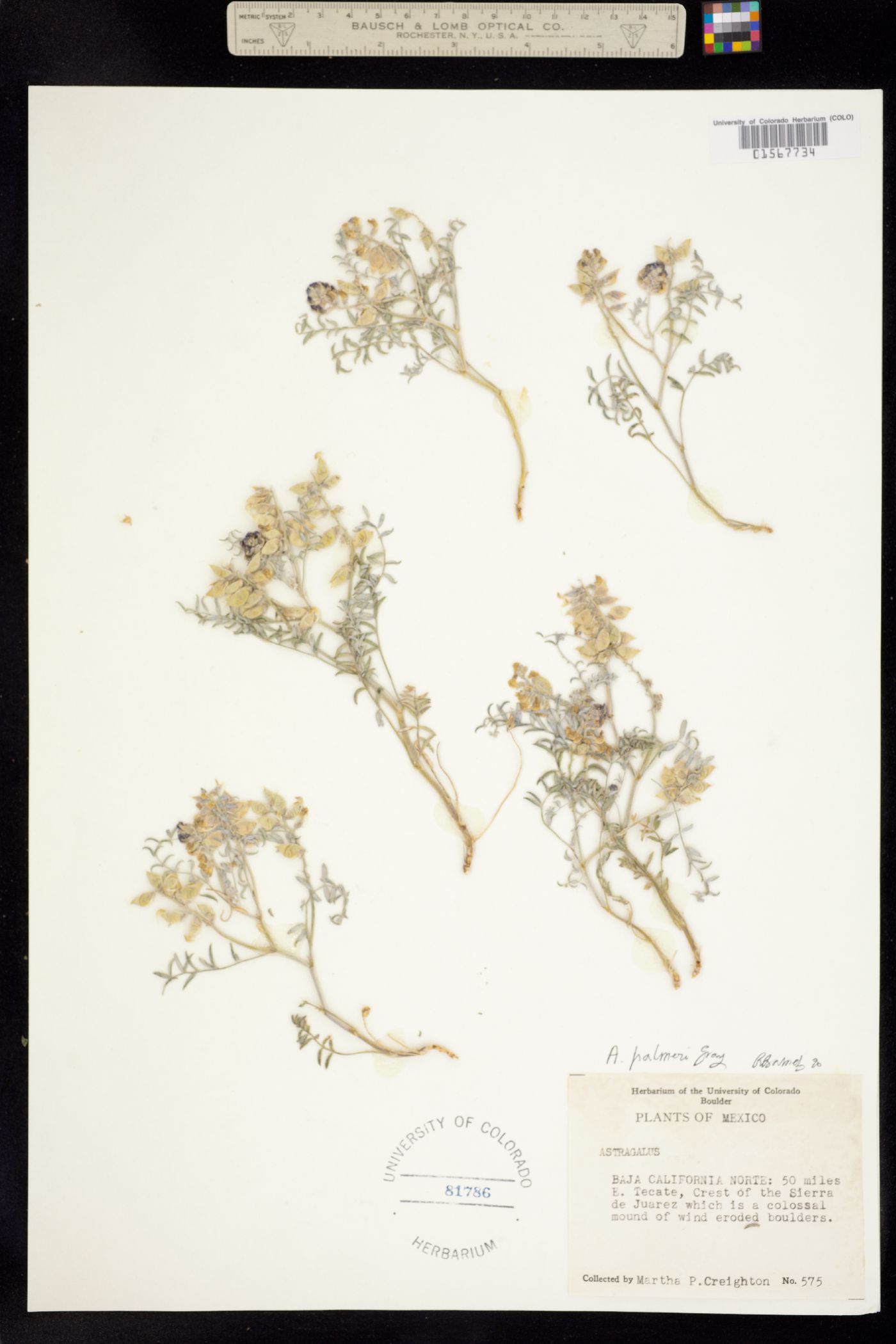 Astragalus palmeri image