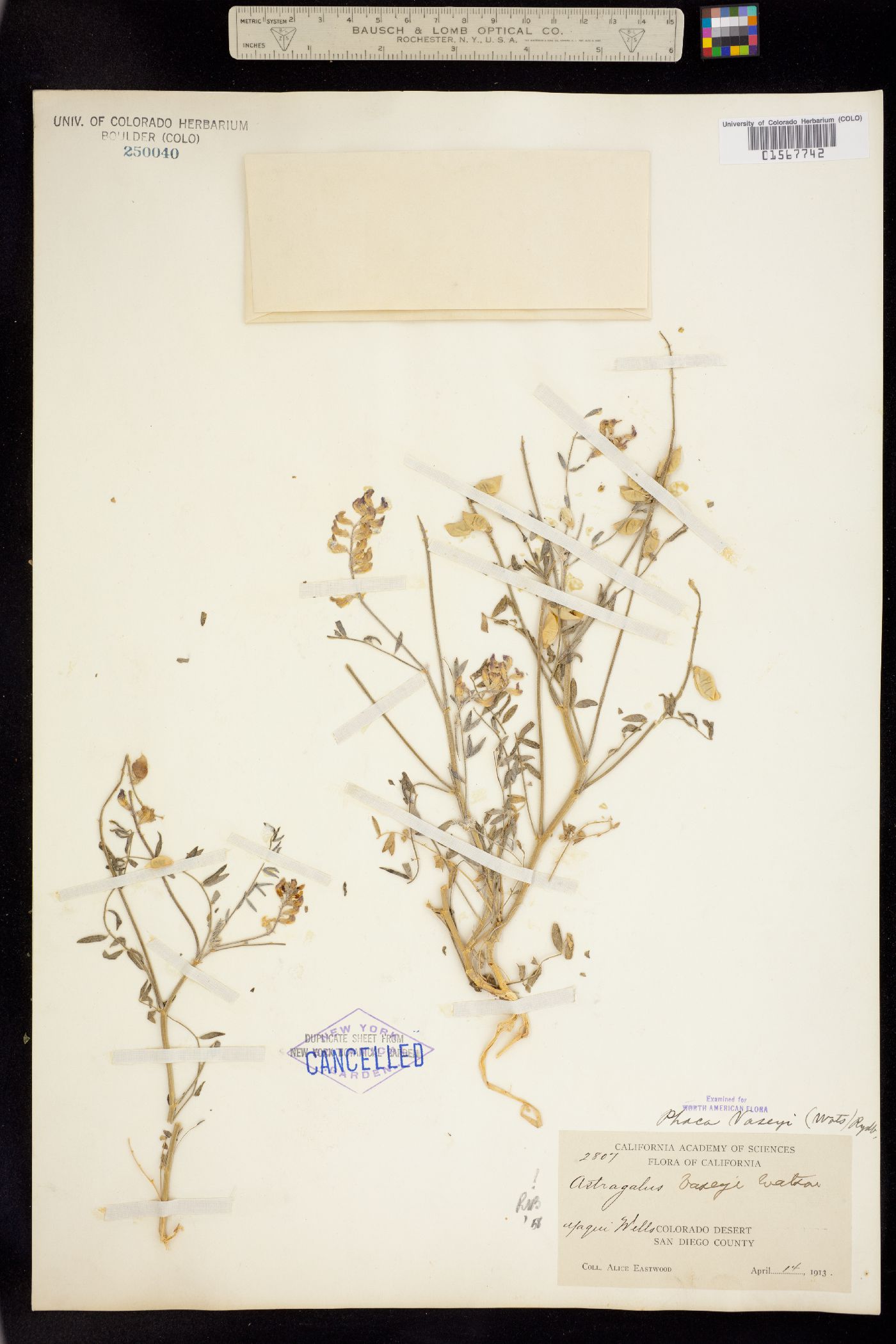 Astragalus palmeri image