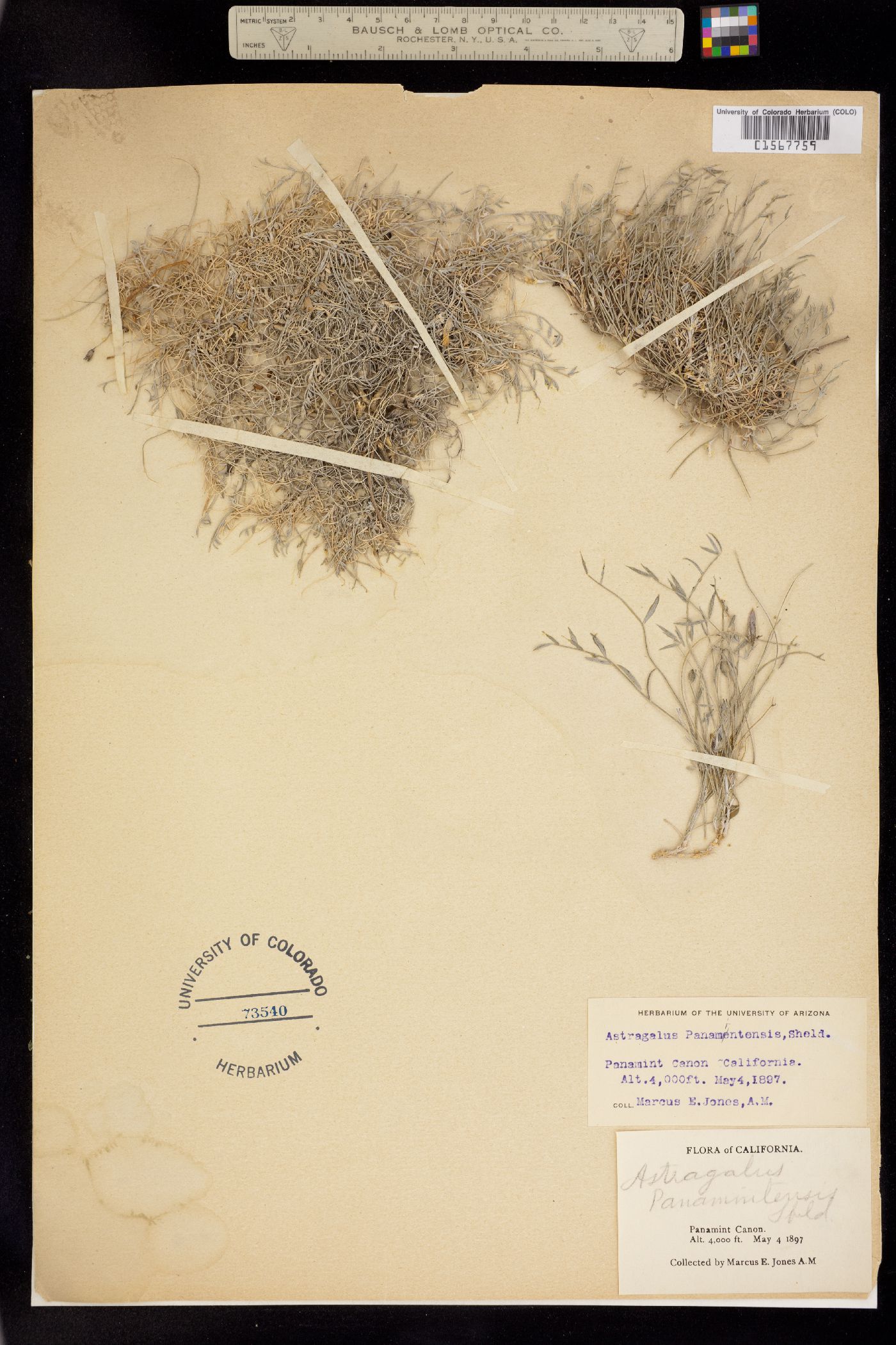 Astragalus panamintensis image