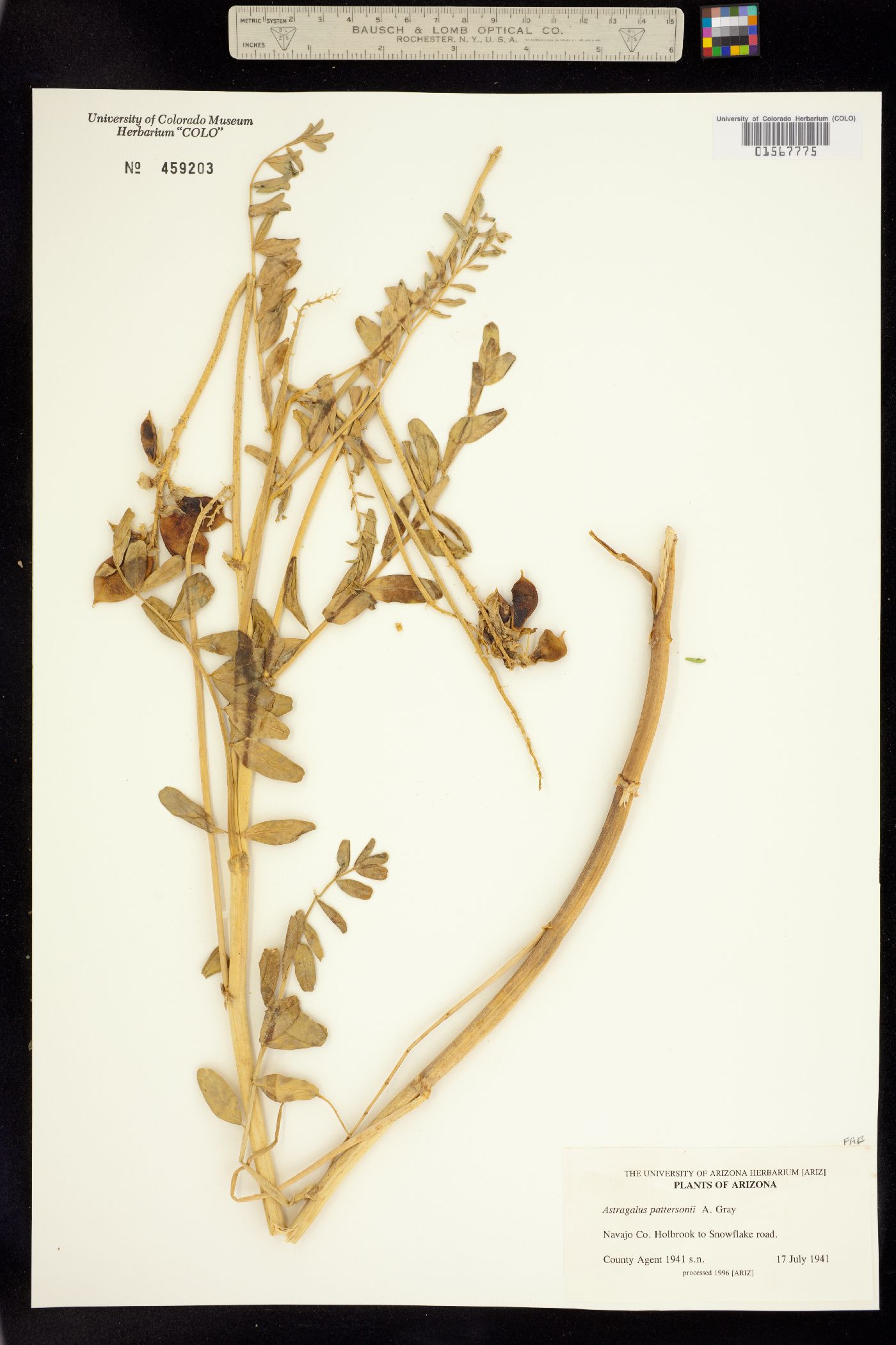 Astragalus pattersonii image