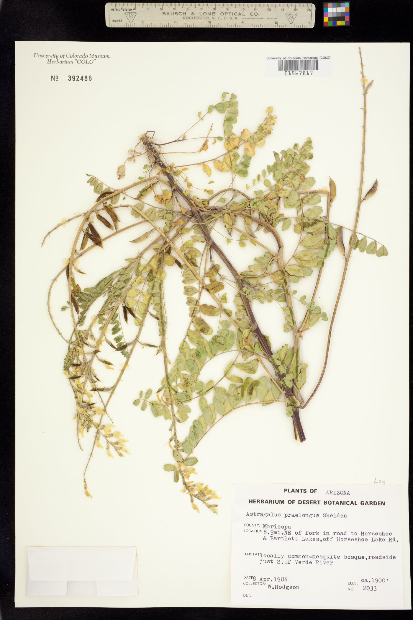 Astragalus praelongus image