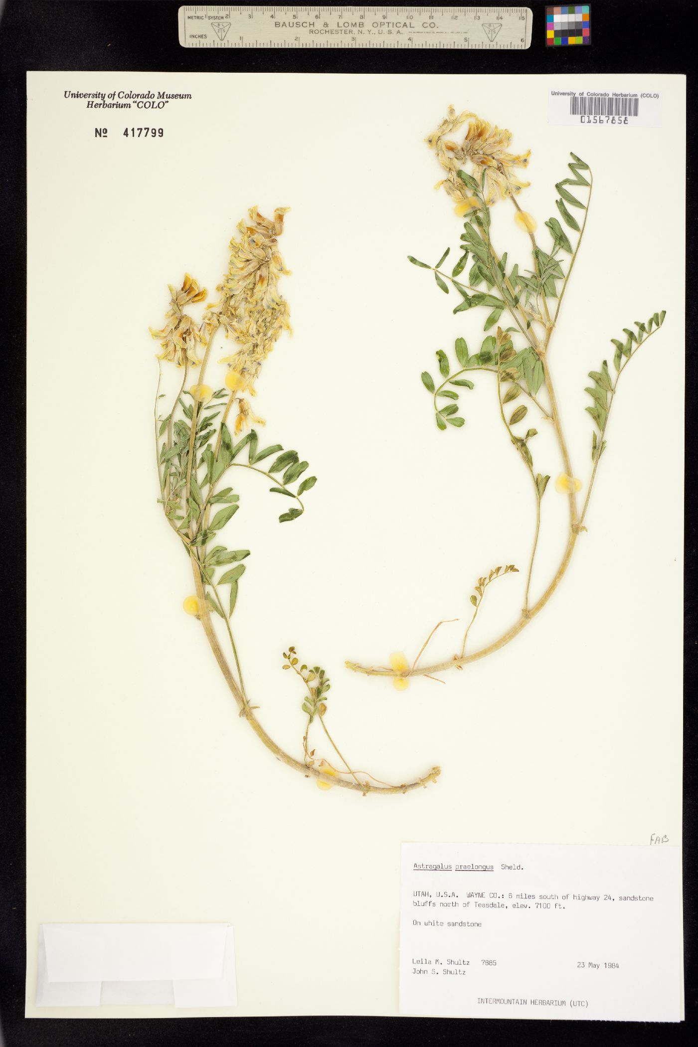 Astragalus praelongus image