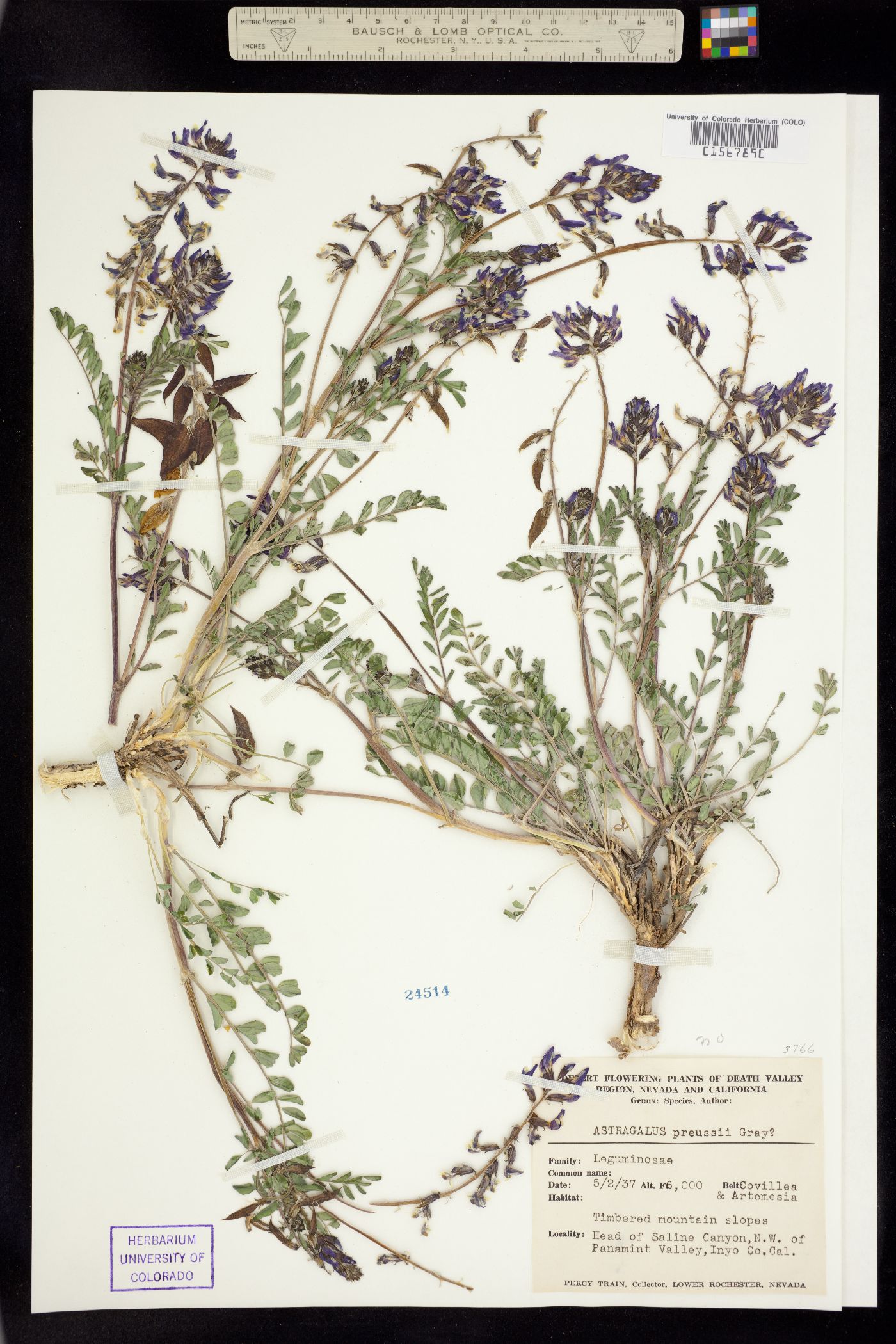 Astragalus preussii image