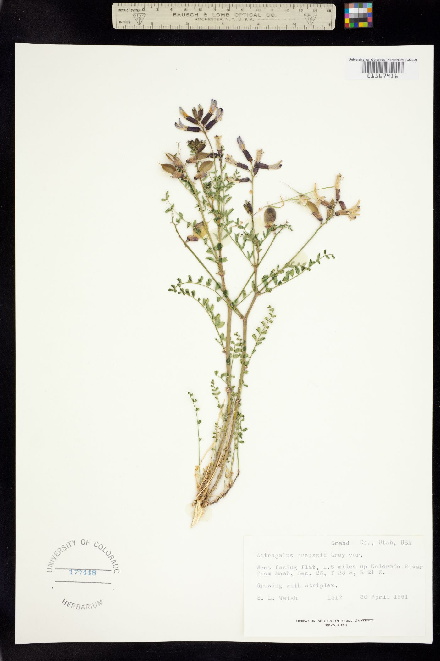 Astragalus preussii image