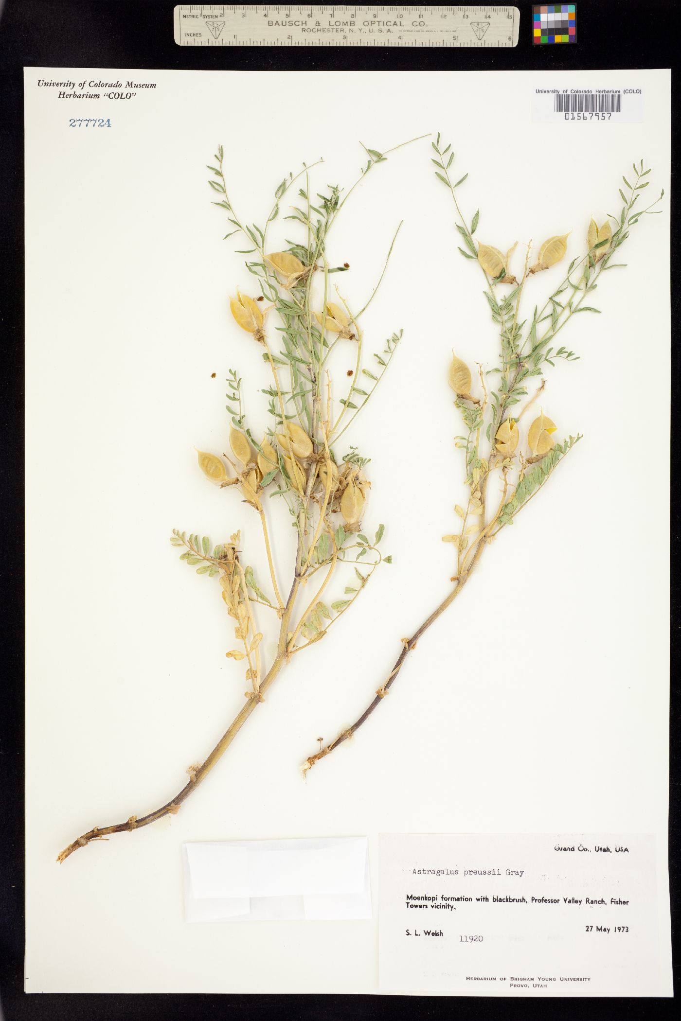 Astragalus preussii image