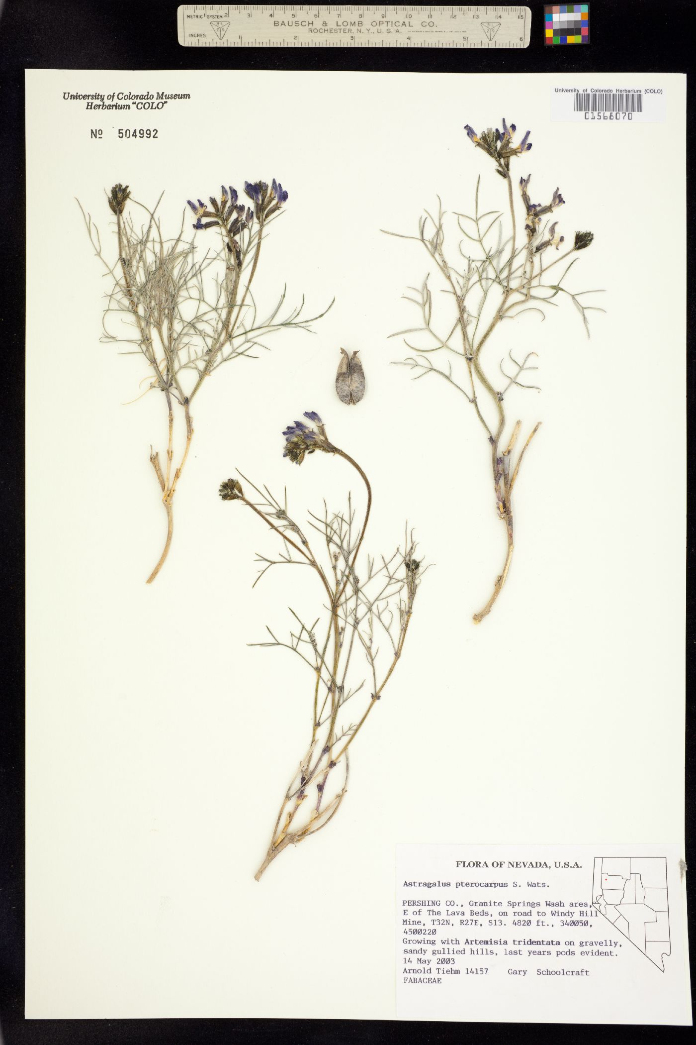 Astragalus pterocarpus image