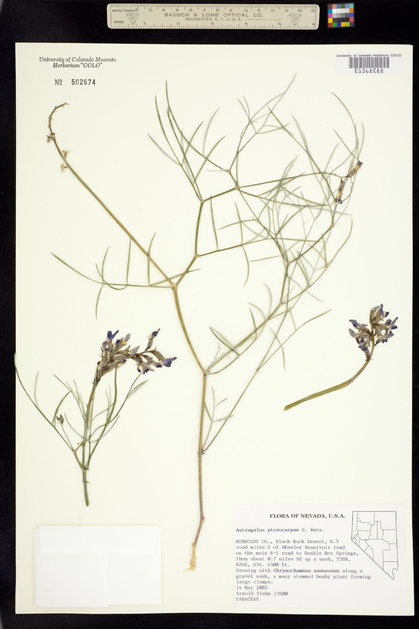 Astragalus pterocarpus image