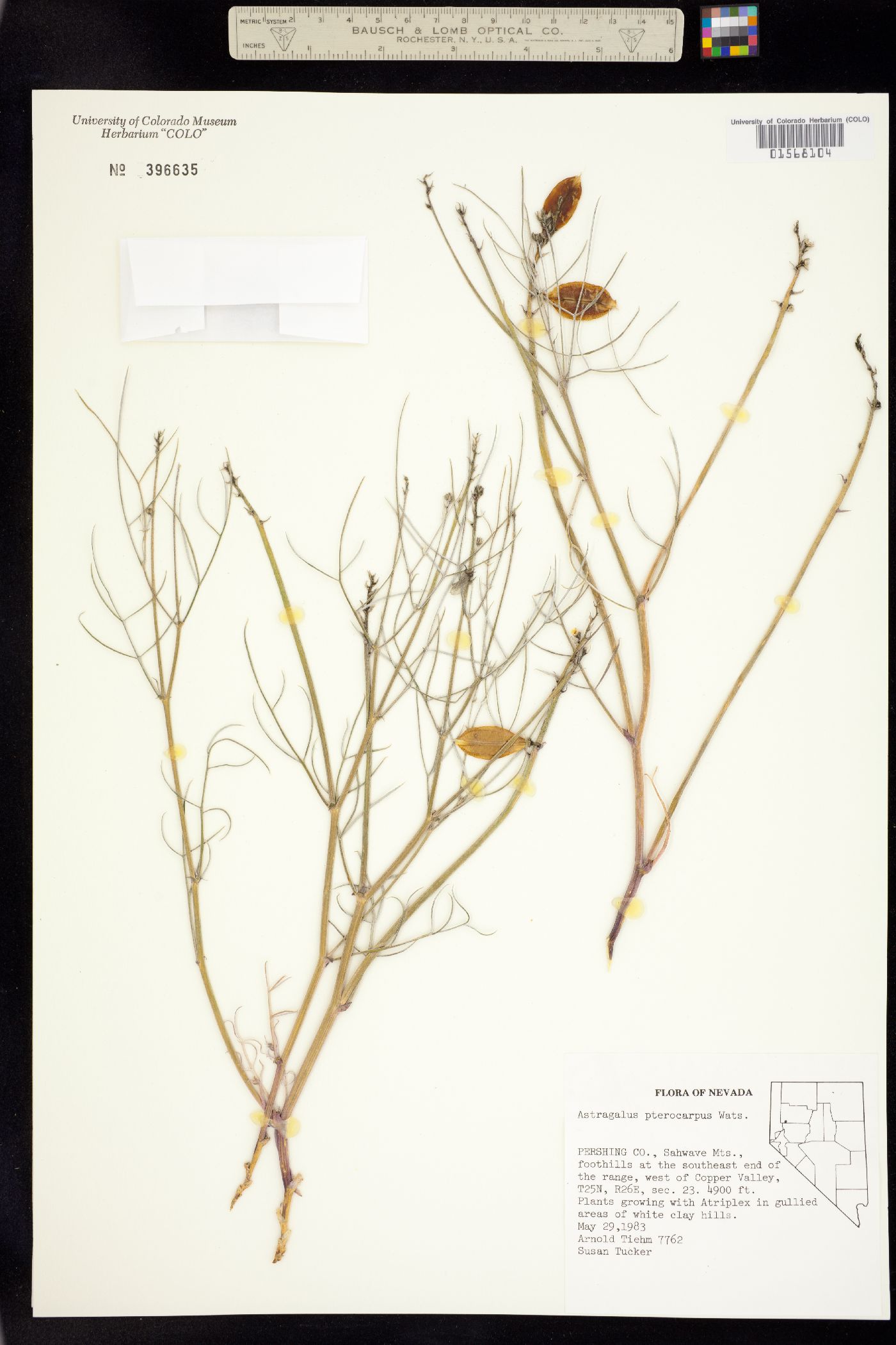 Astragalus pterocarpus image