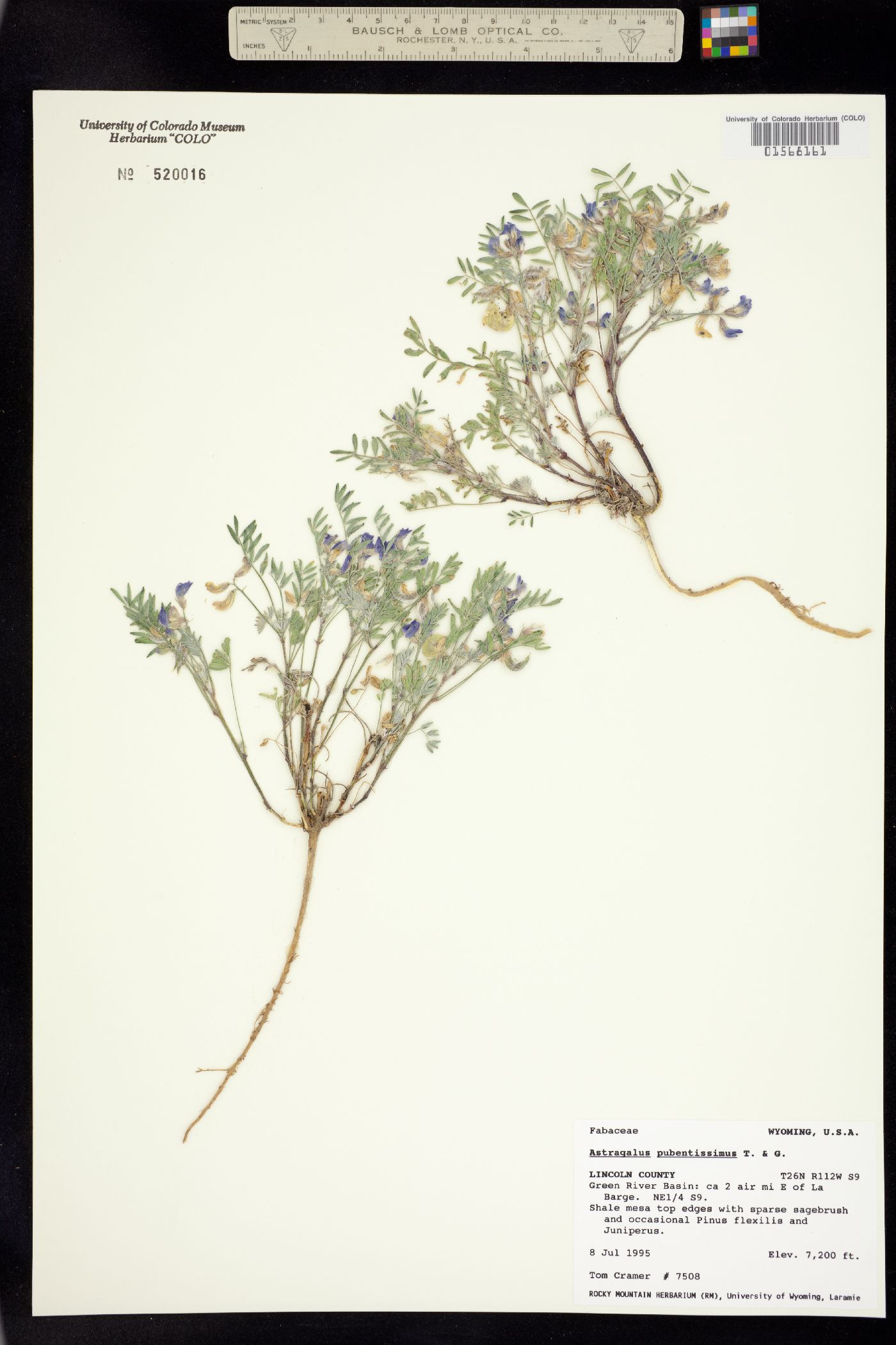 Astragalus pubentissimus image