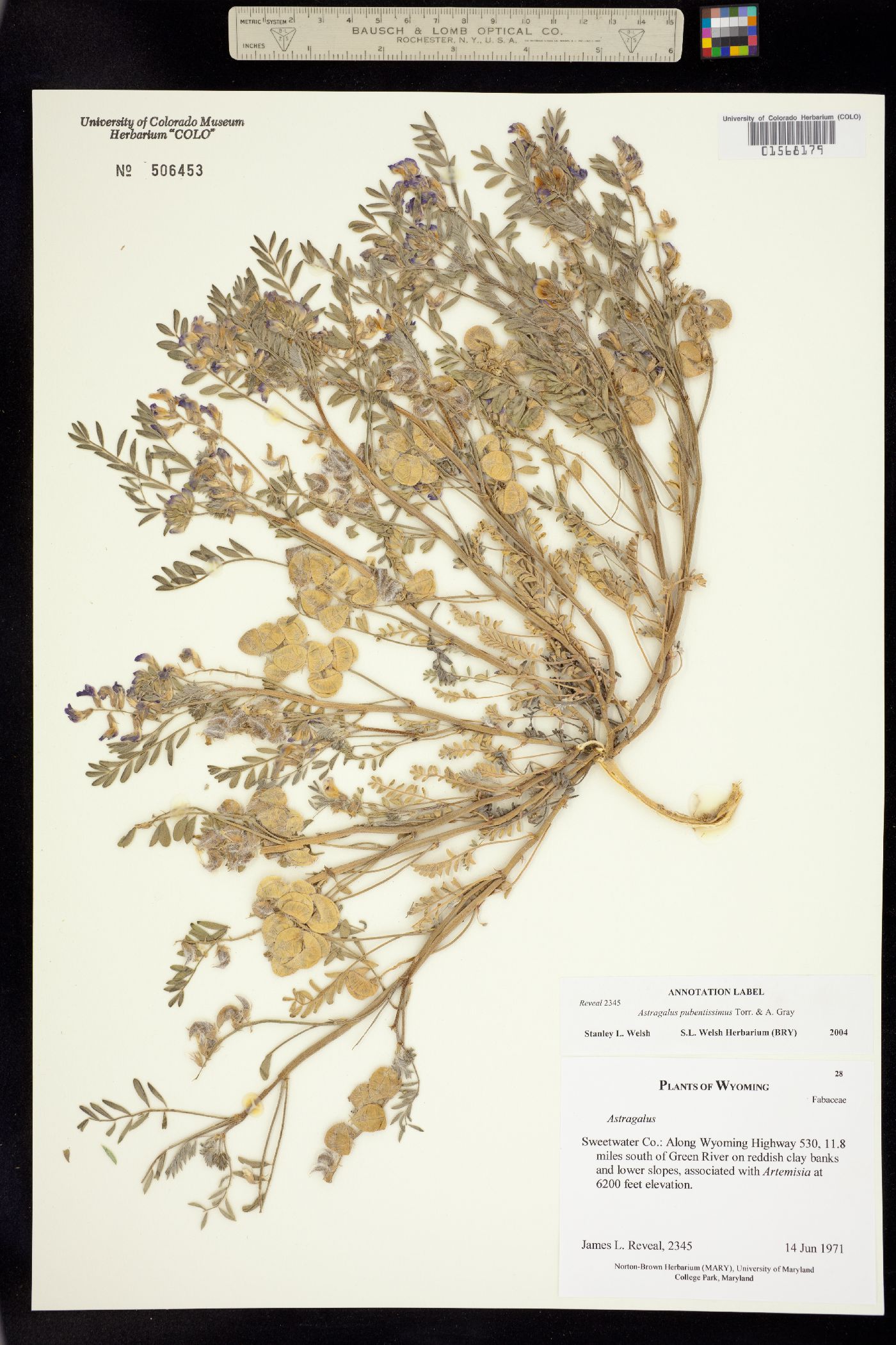 Astragalus pubentissimus image