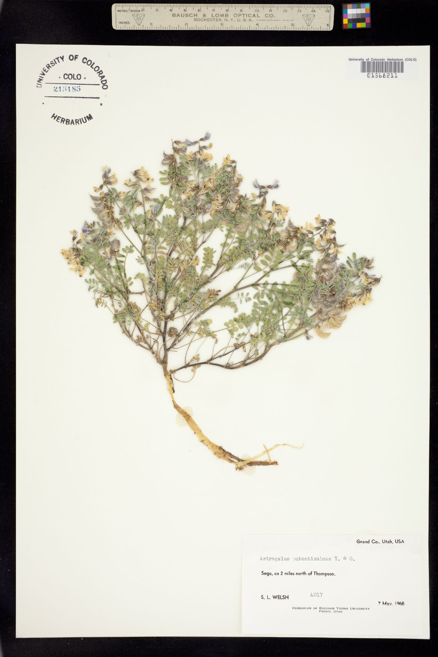 Astragalus pubentissimus image