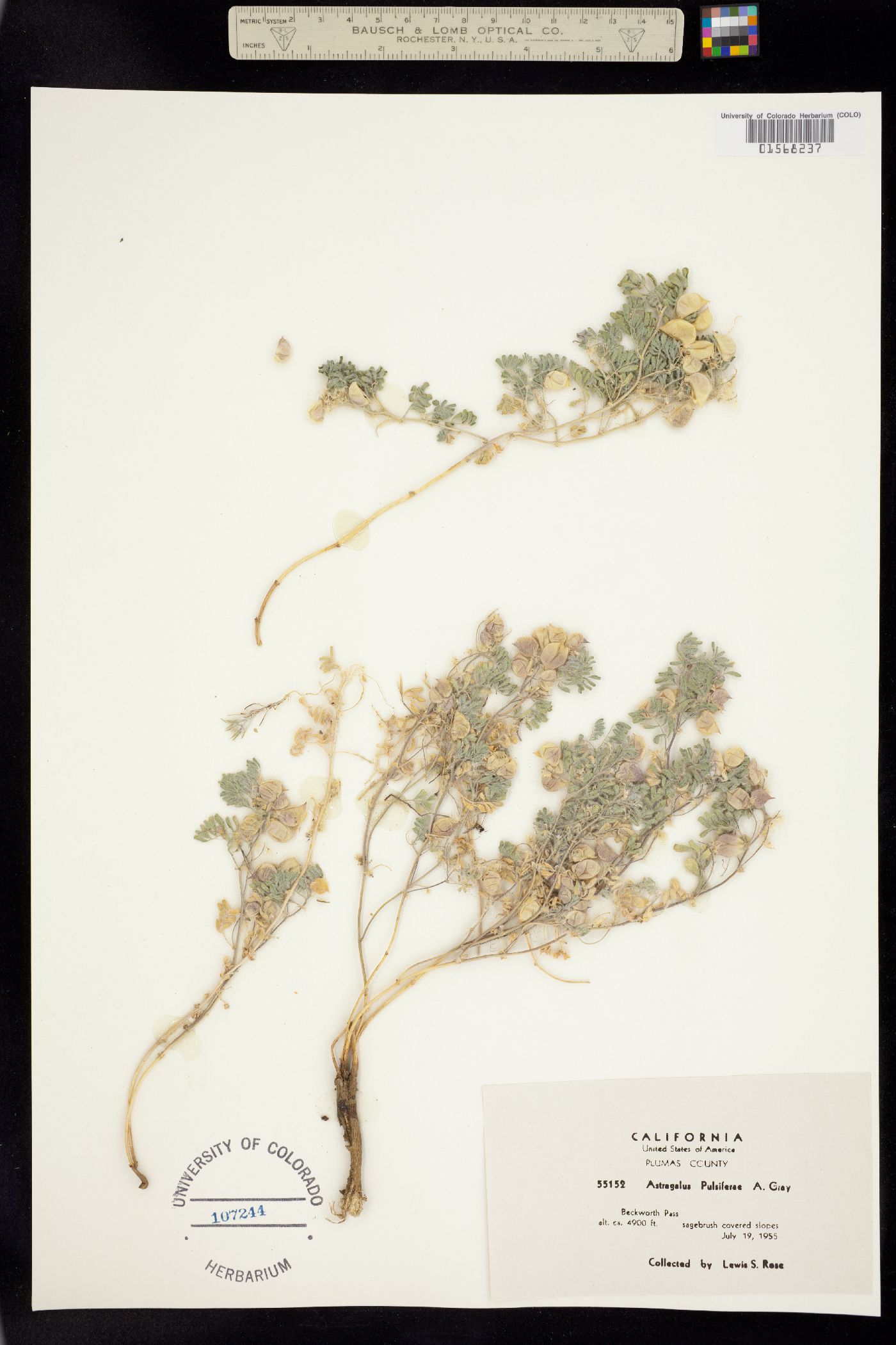 Astragalus pulsiferae image