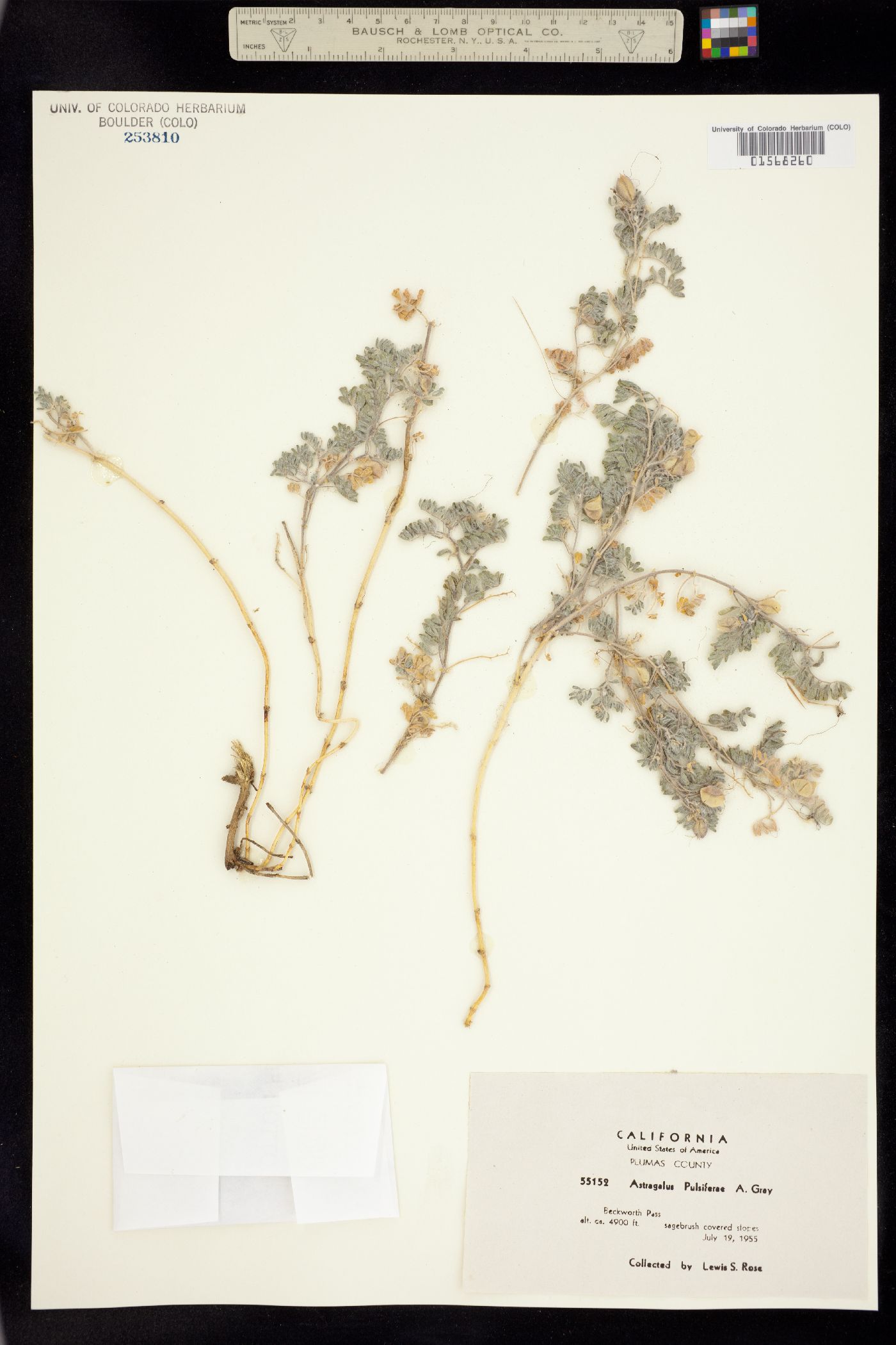 Astragalus pulsiferae image