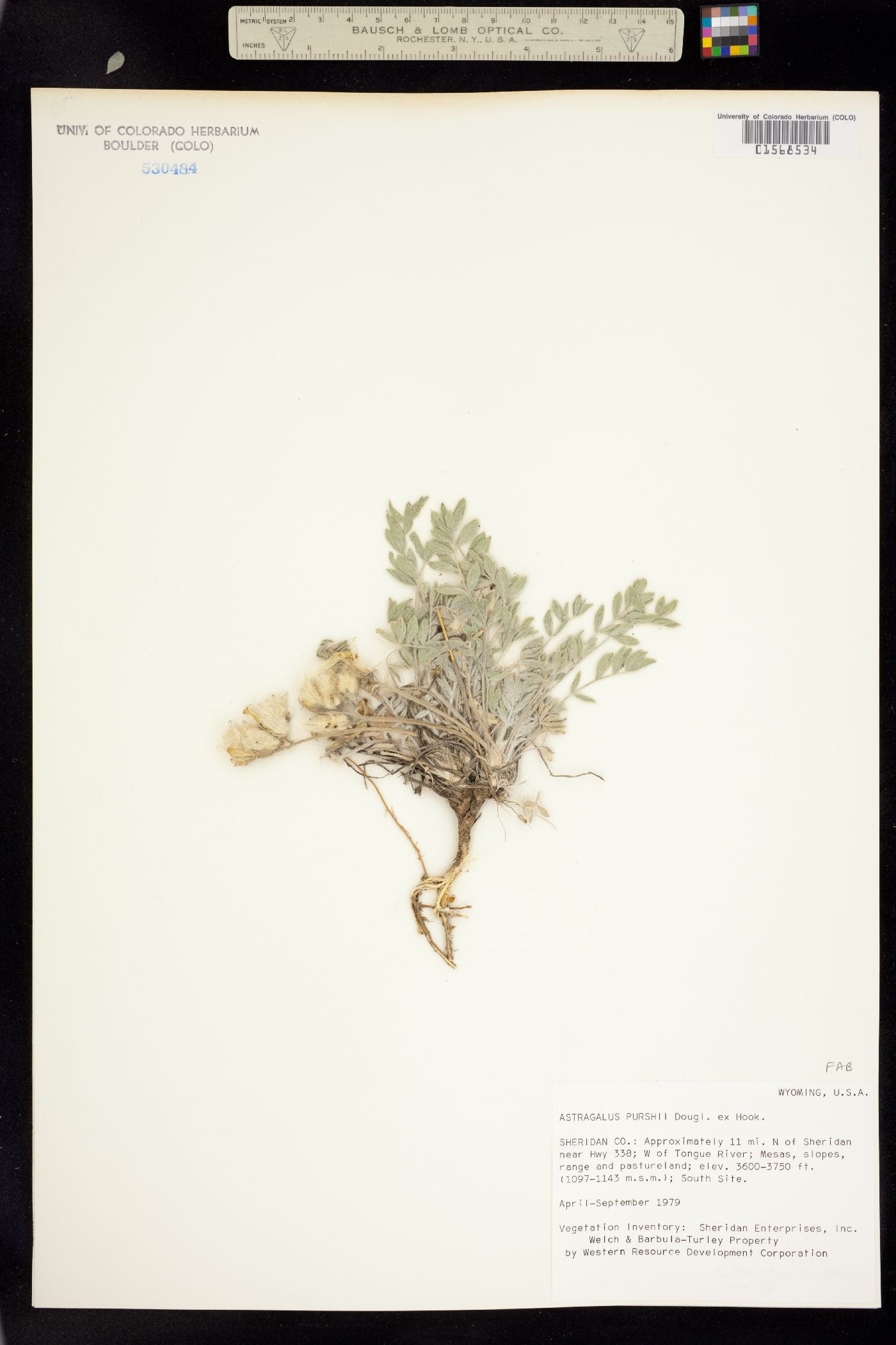 Astragalus purshii image