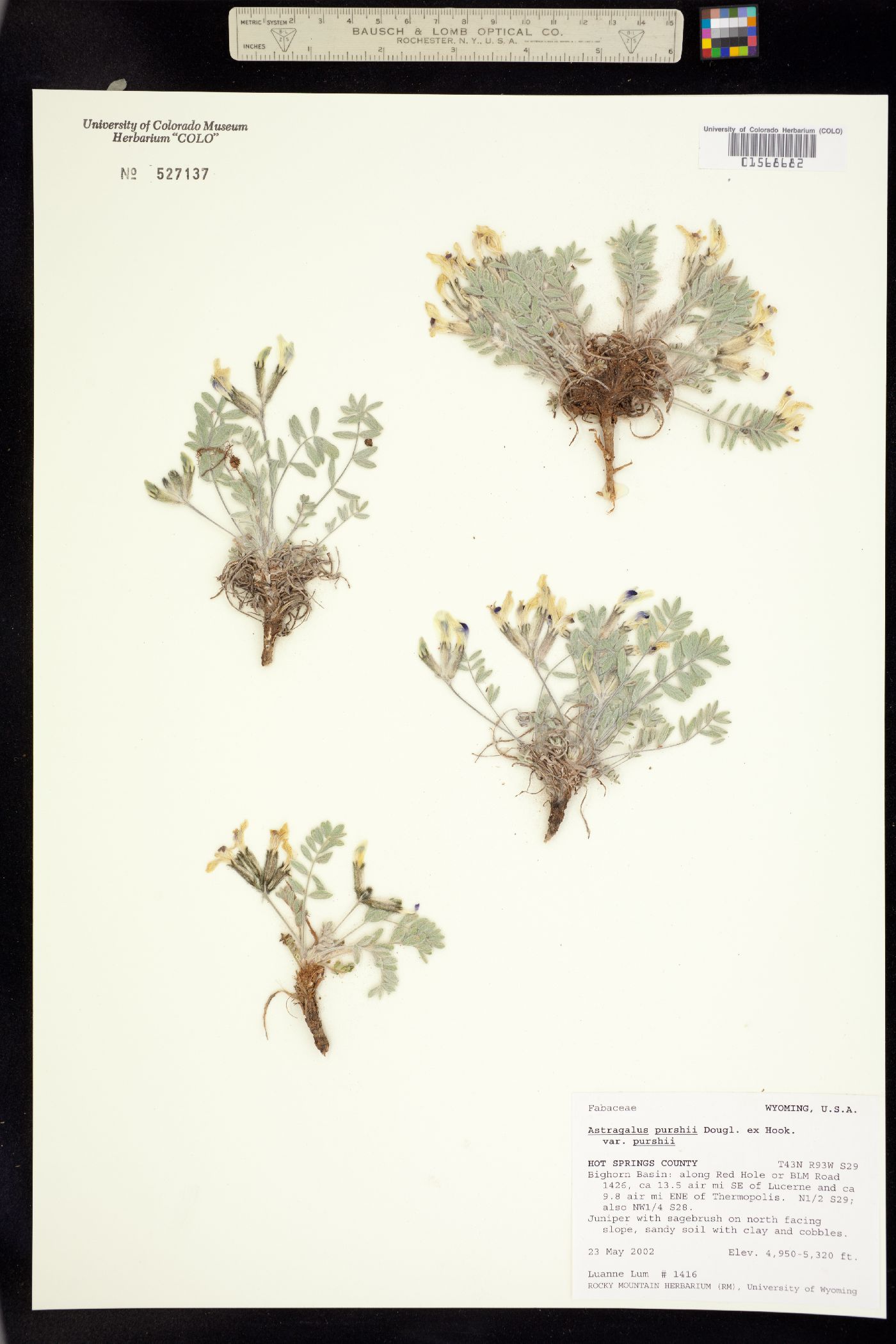 Astragalus purshii var. purshii image